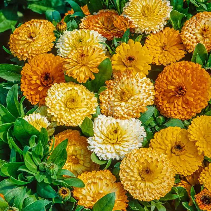 calendula-seeds-fiesta-gitana Calendula Seeds - Fiesta Gitana