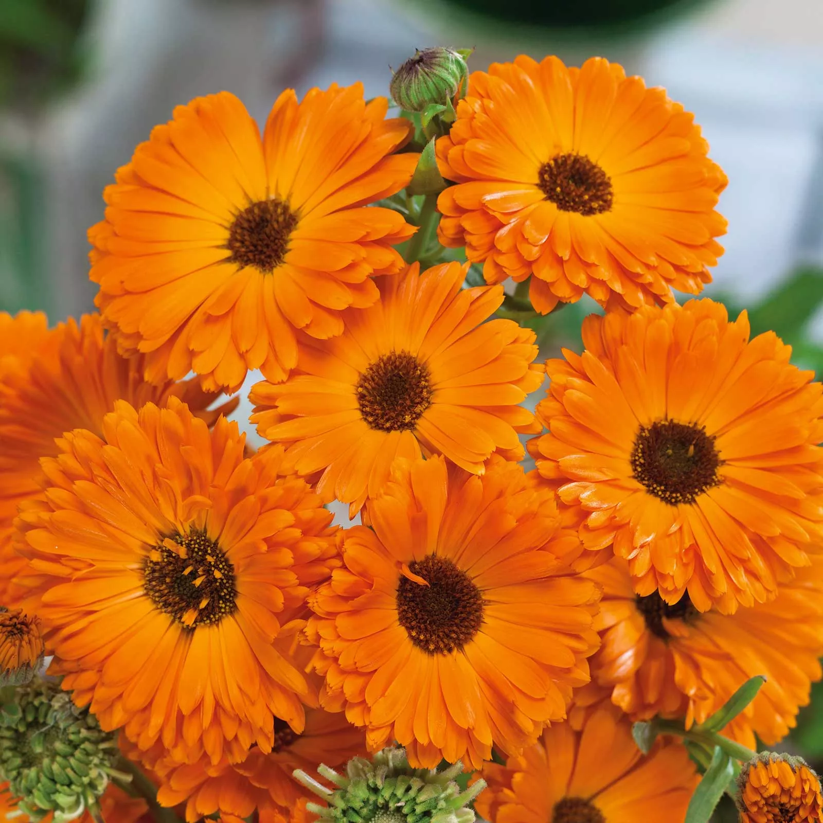 calendula-seeds-geisha-girl Calendula Seeds - Geisha Girl