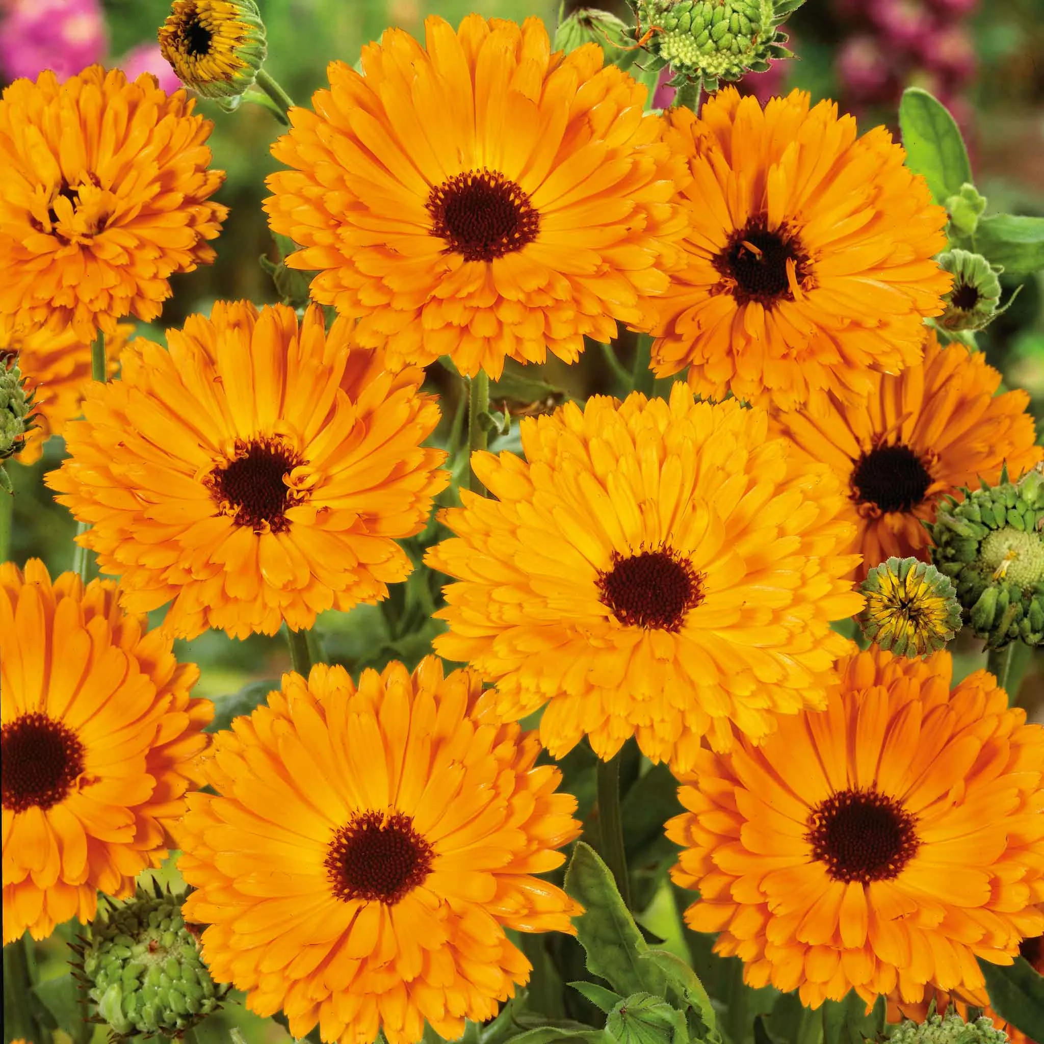 calendula-seeds-indian-prince Calendula Seeds - Indian Prince