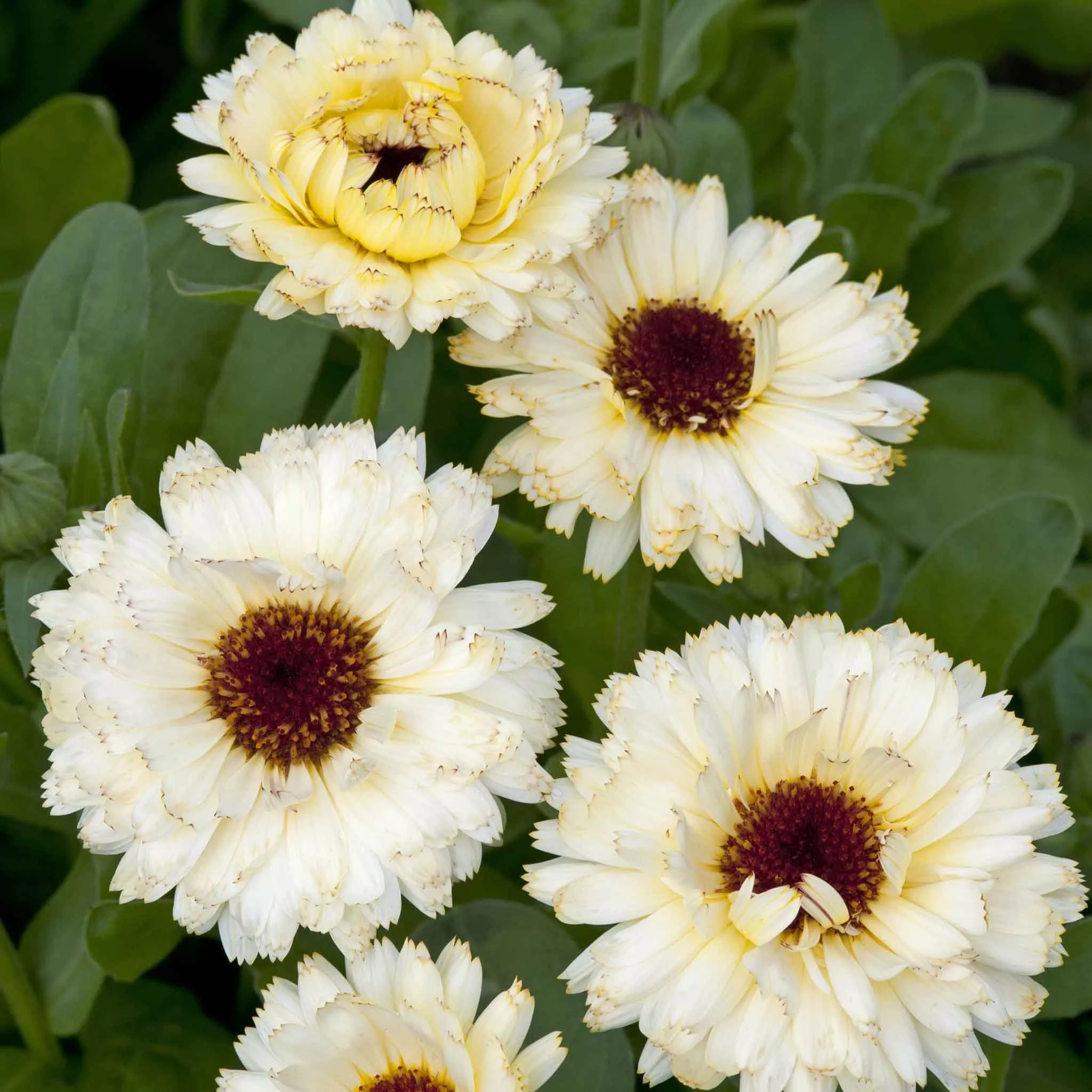 calendula-seeds-ivory-princess Calendula Seeds - Ivory Princess
