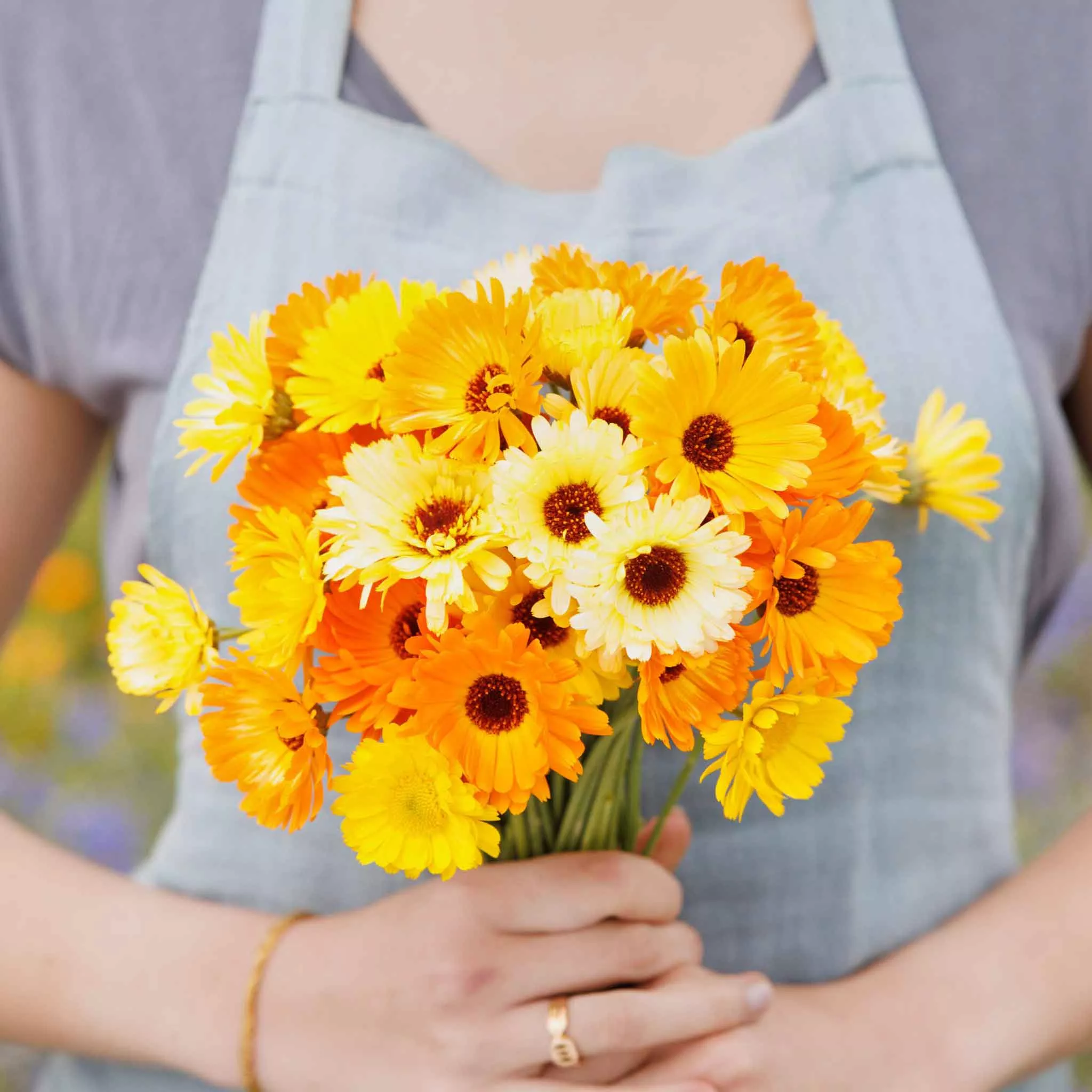 calendula-seeds-kablouna-mix Calendula Seeds - Kablouna Mix