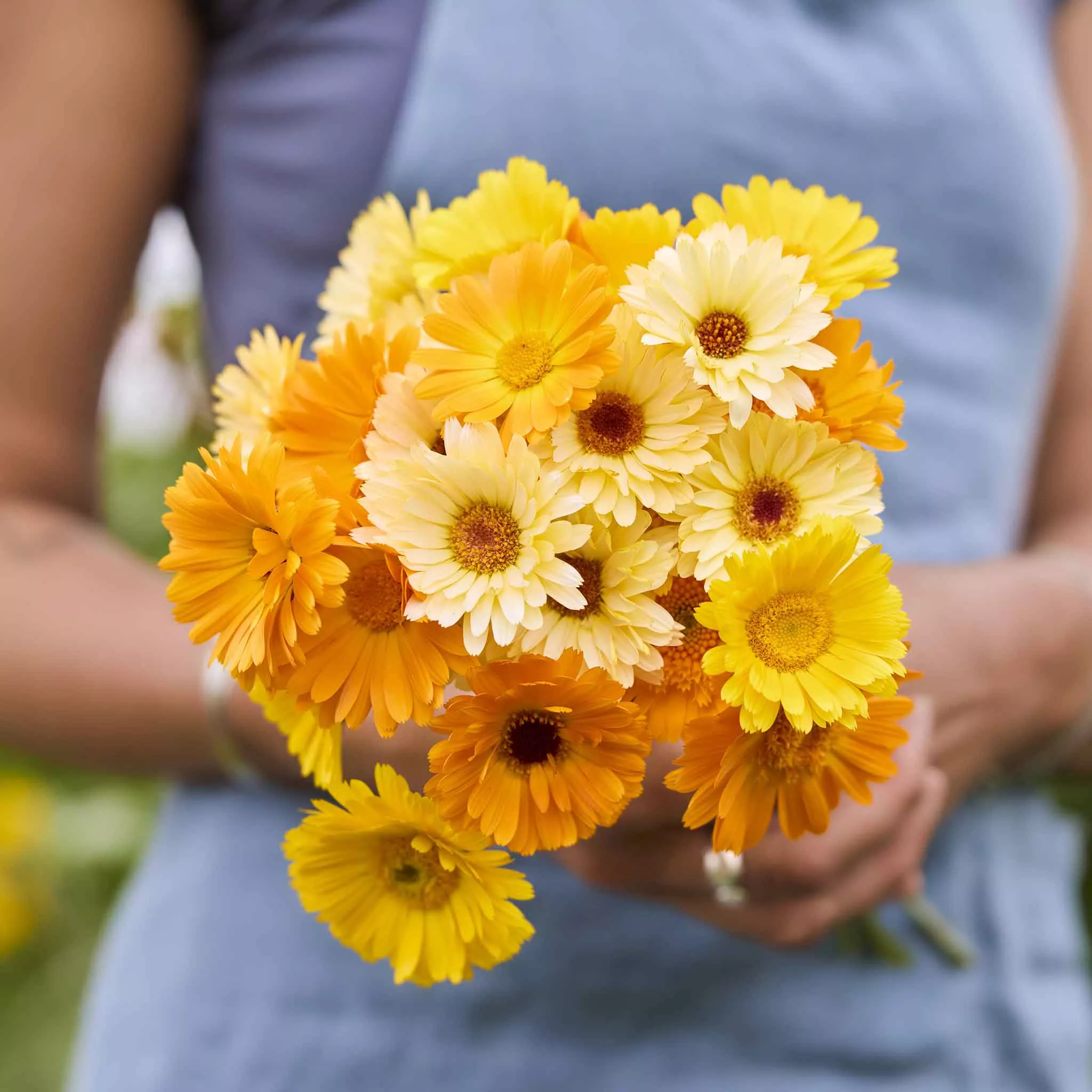 calendula-seeds-kinglet-mix Calendula Seeds - Kinglet Mix