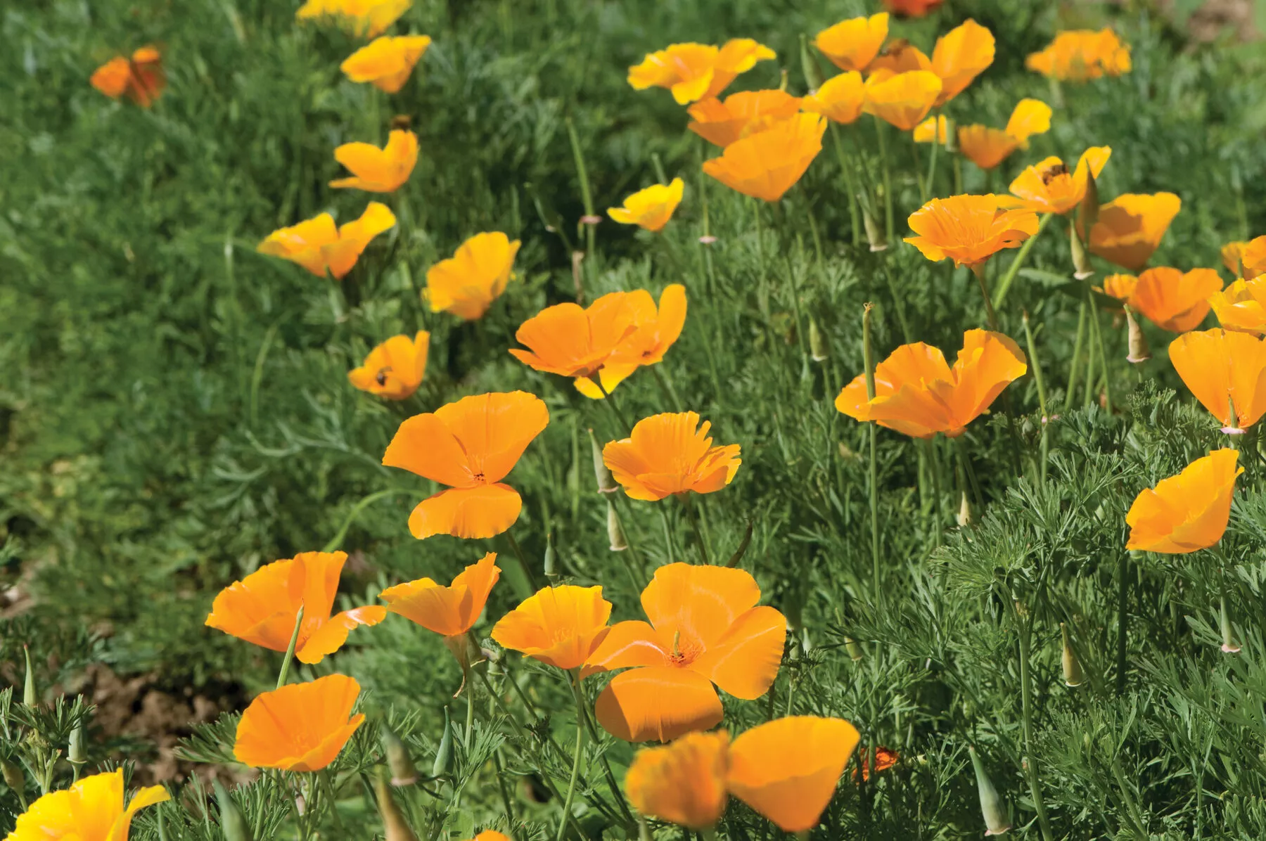 California Poppy Flower Seed