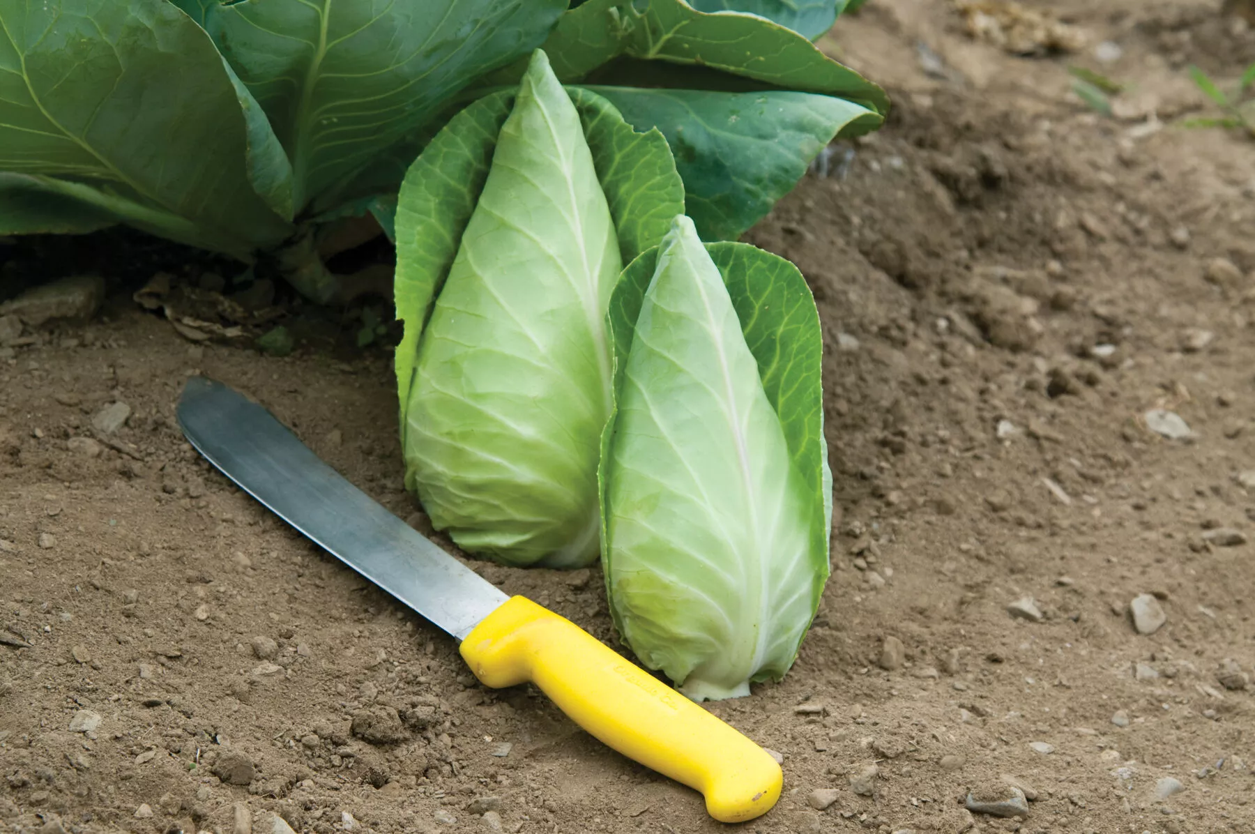 Caraflex Organic (F1) Cabbage Seed