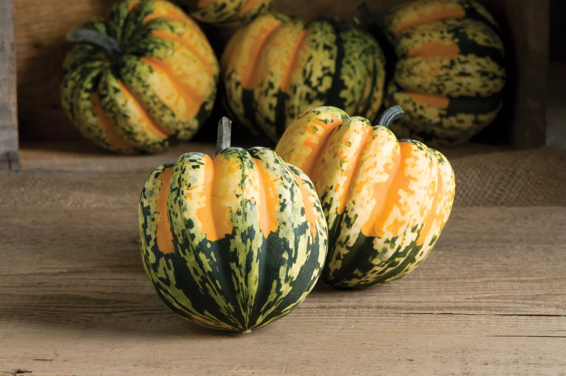 carnival-f1-pumpkin-seed Carnival (F1) Pumpkin Seed