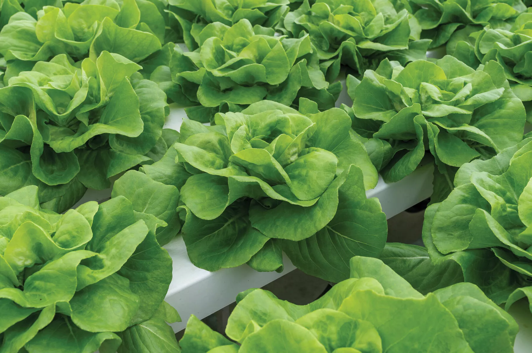 casey-pelleted-lettuce-seed Casey Pelleted Lettuce Seed