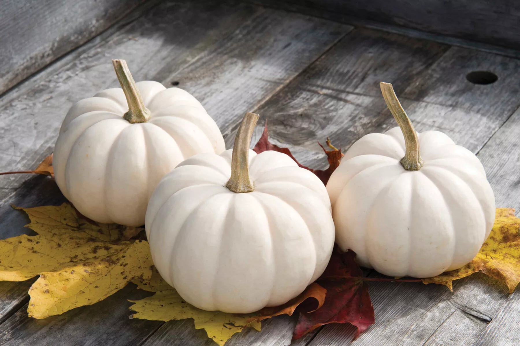 Casperita (F1) Pumpkin Seed