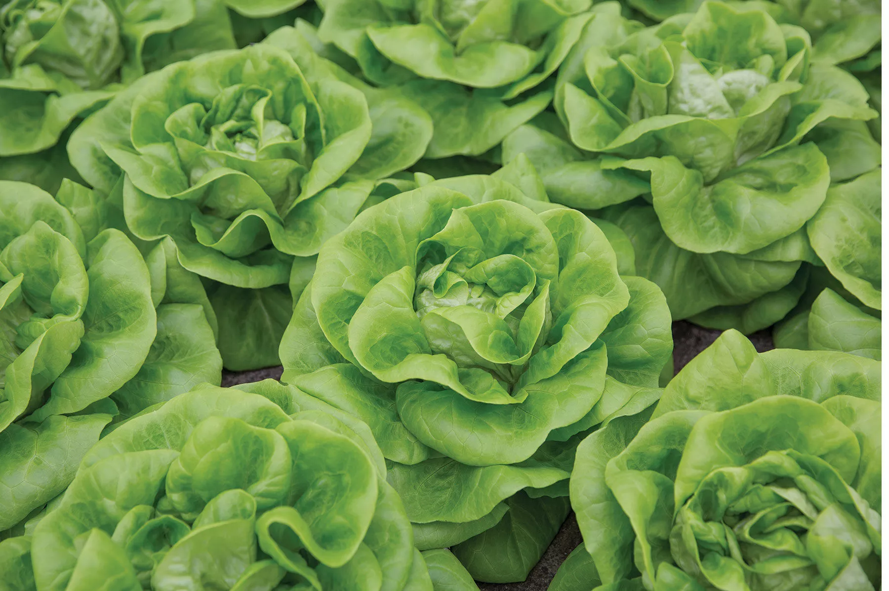 cecelia-pelleted-lettuce-seed Cecelia Pelleted Lettuce Seed