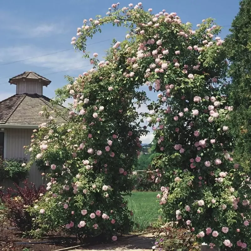 cecile-brunner-climbing-rose ‘Cecile Brunner’ Climbing Rose