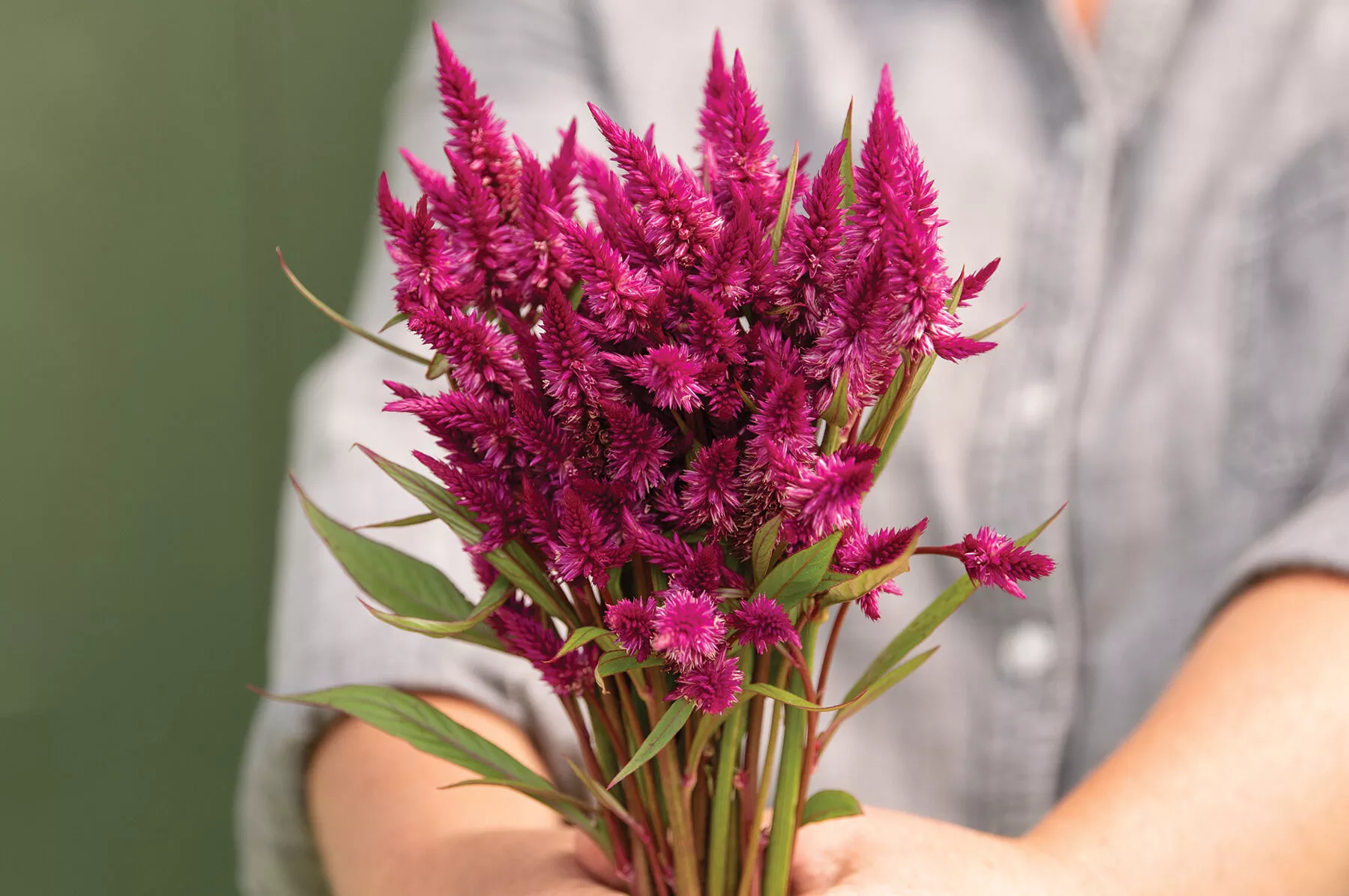 celway-purple-celosia-seed Celway™ Purple Celosia Seed