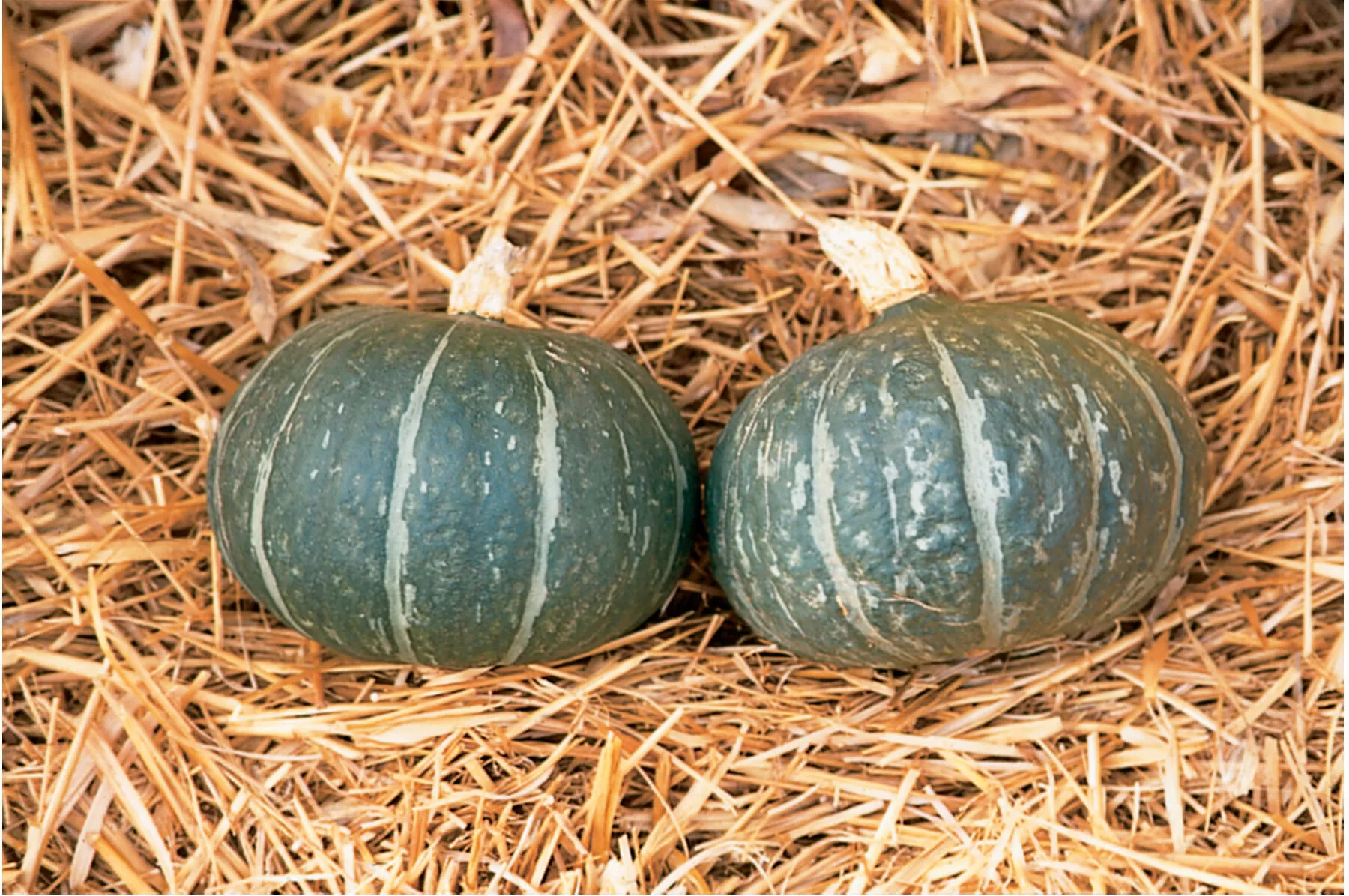 cha-cha-organic-f1-kabocha-squash-seed Cha-Cha Organic (F1) Kabocha Squash Seed