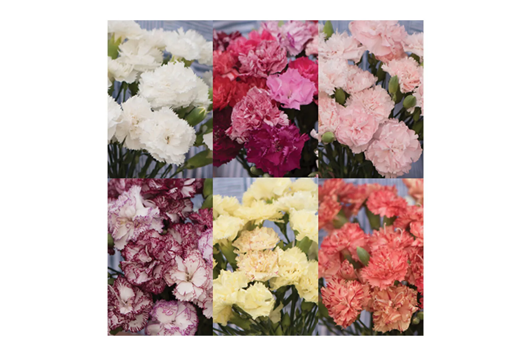 chabaud-carnation-set-dianthus-seed Chabaud Carnation Set Dianthus Seed