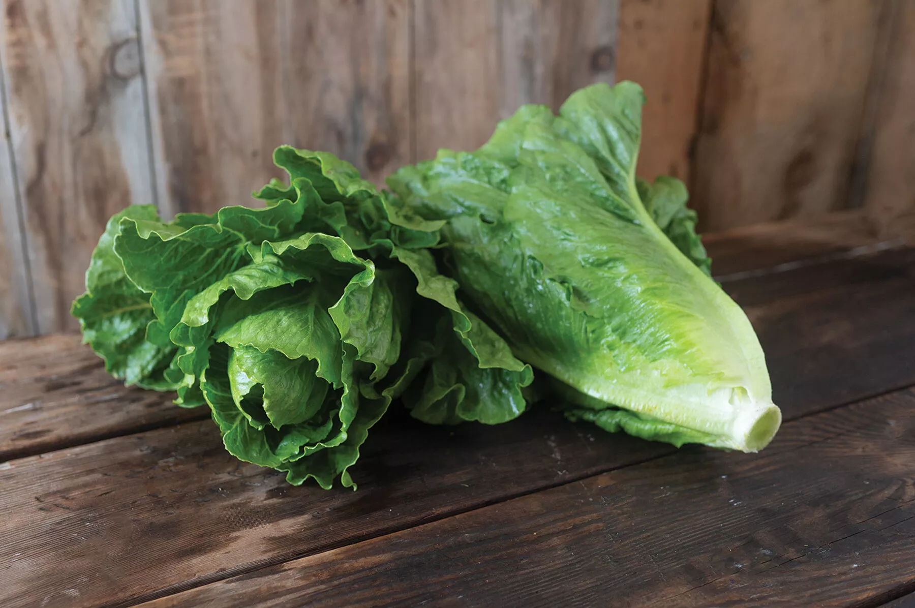 chalupa-organic-pelleted-lettuce-seed Chalupa Organic Pelleted Lettuce Seed