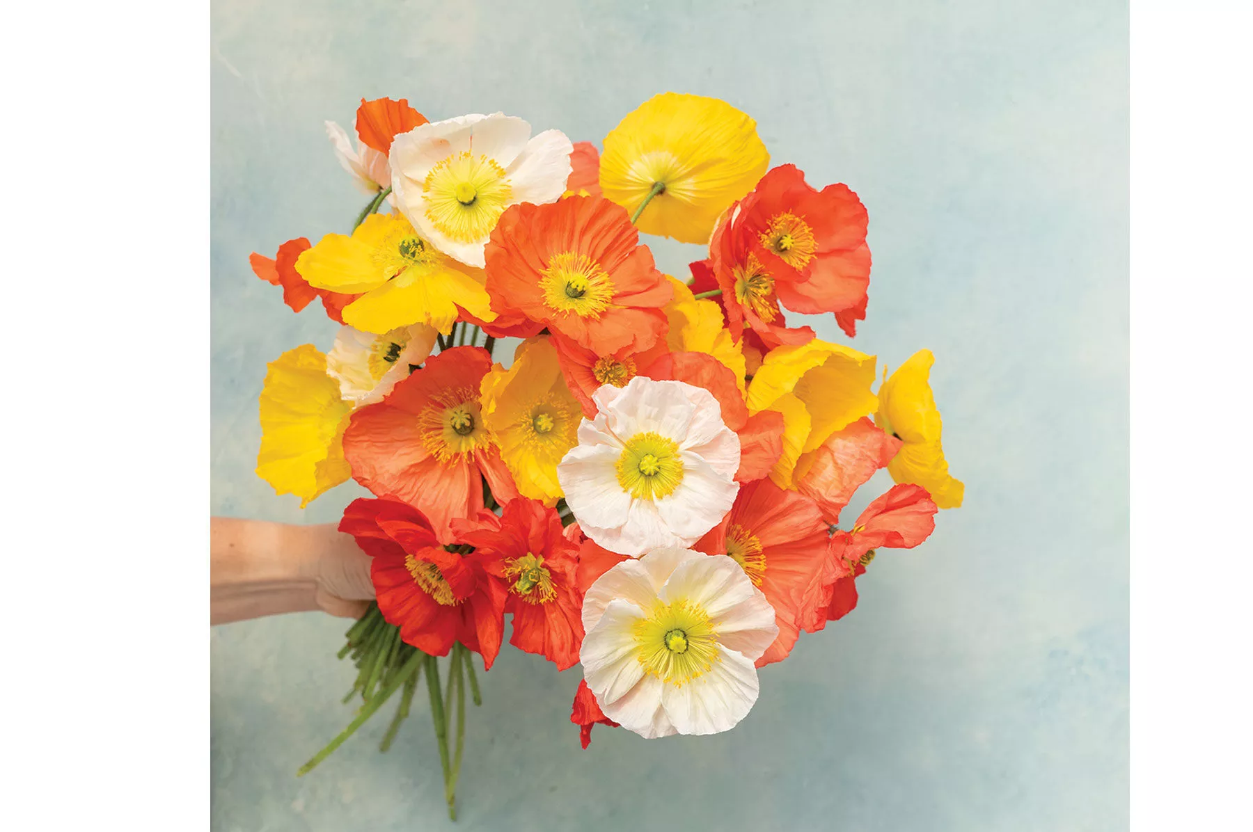 champagne-bubbles-mix-f1-iceland-poppy-seed Champagne Bubbles Mix (F1) Iceland Poppy Seed