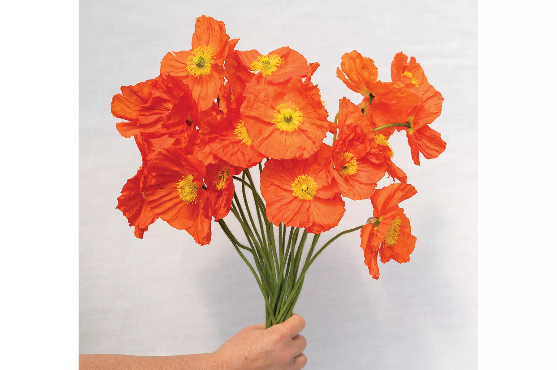 champagne-bubbles-orange-f1-iceland-poppy-seed Champagne Bubbles Orange (F1) Iceland Poppy Seed