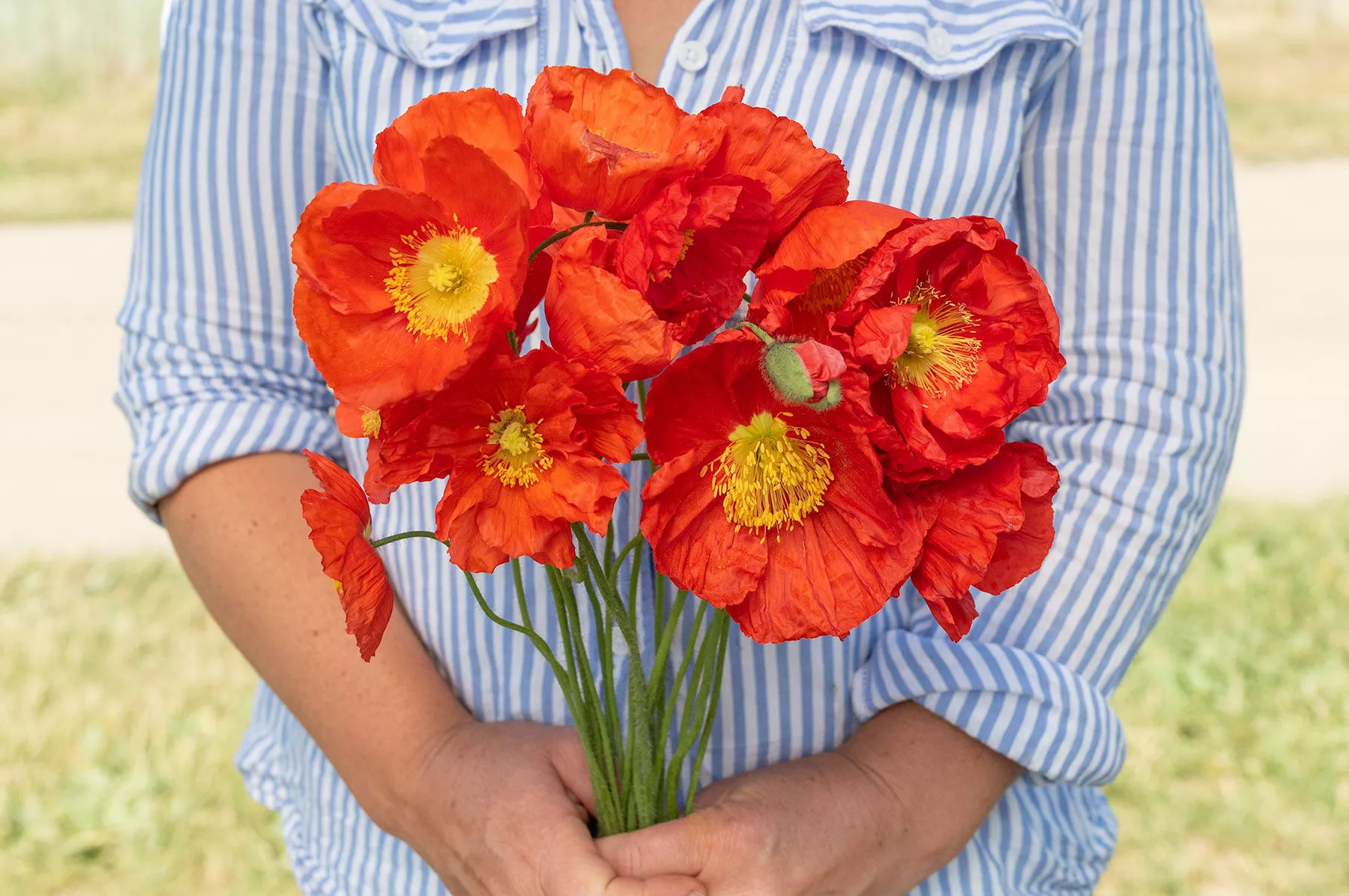 champagne-bubbles-scarlet-f1-iceland-poppy-seed Champagne Bubbles Scarlet (F1) Iceland Poppy Seed