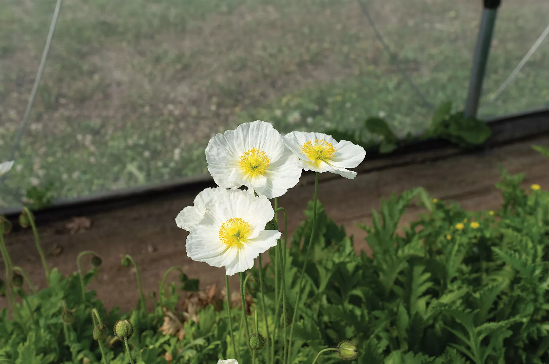 champagne-bubbles-white-f1-iceland-poppy-seed Champagne Bubbles White (F1) Iceland Poppy Seed