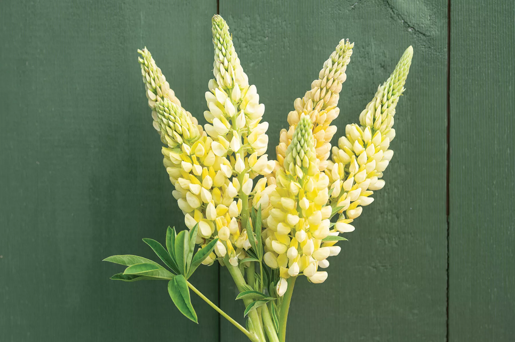 chandelier-lupine-seed Chandelier Lupine Seed