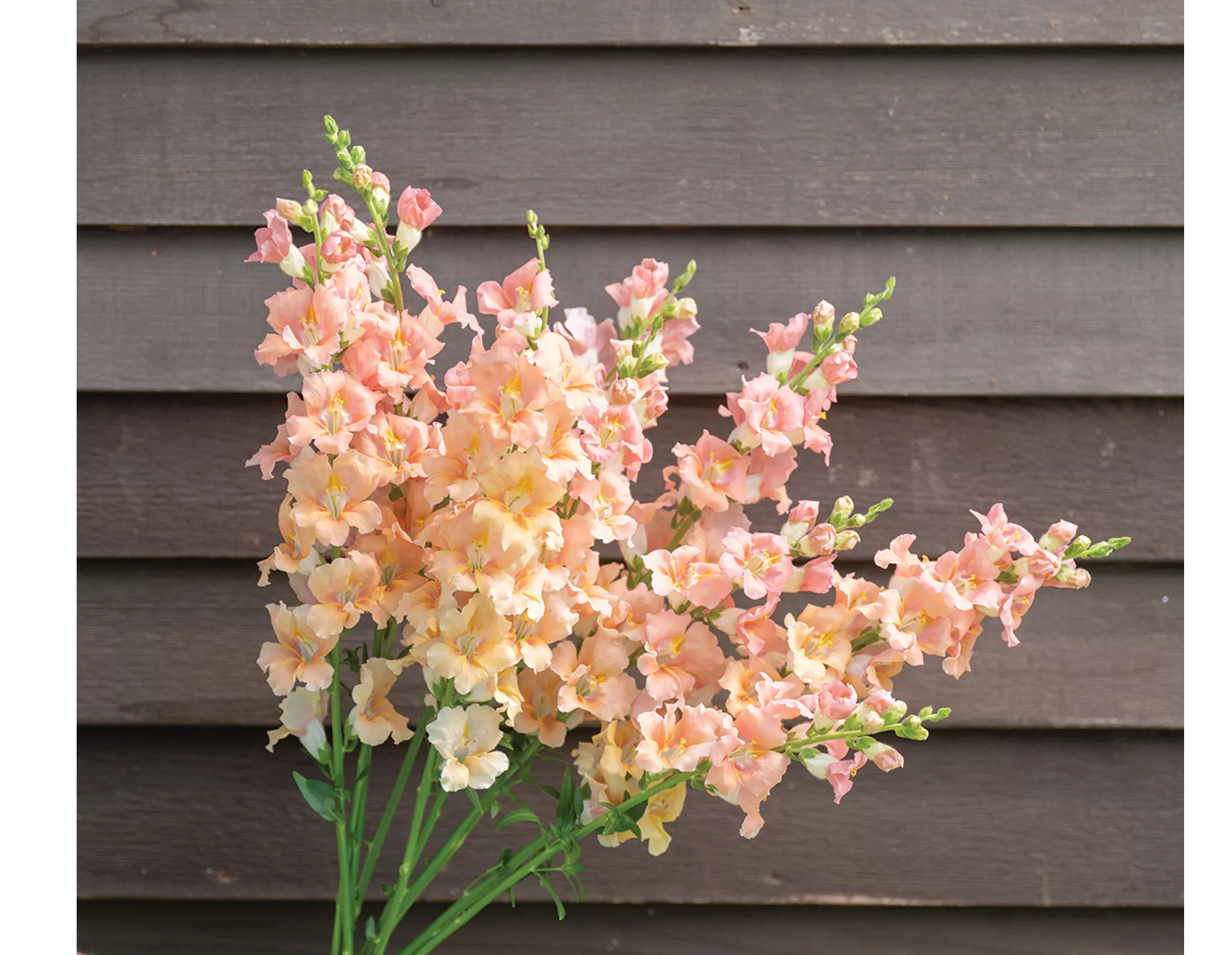 chantilly-light-salmon-f1-snapdragon-seed Chantilly™ Light Salmon (F1) Snapdragon Seed