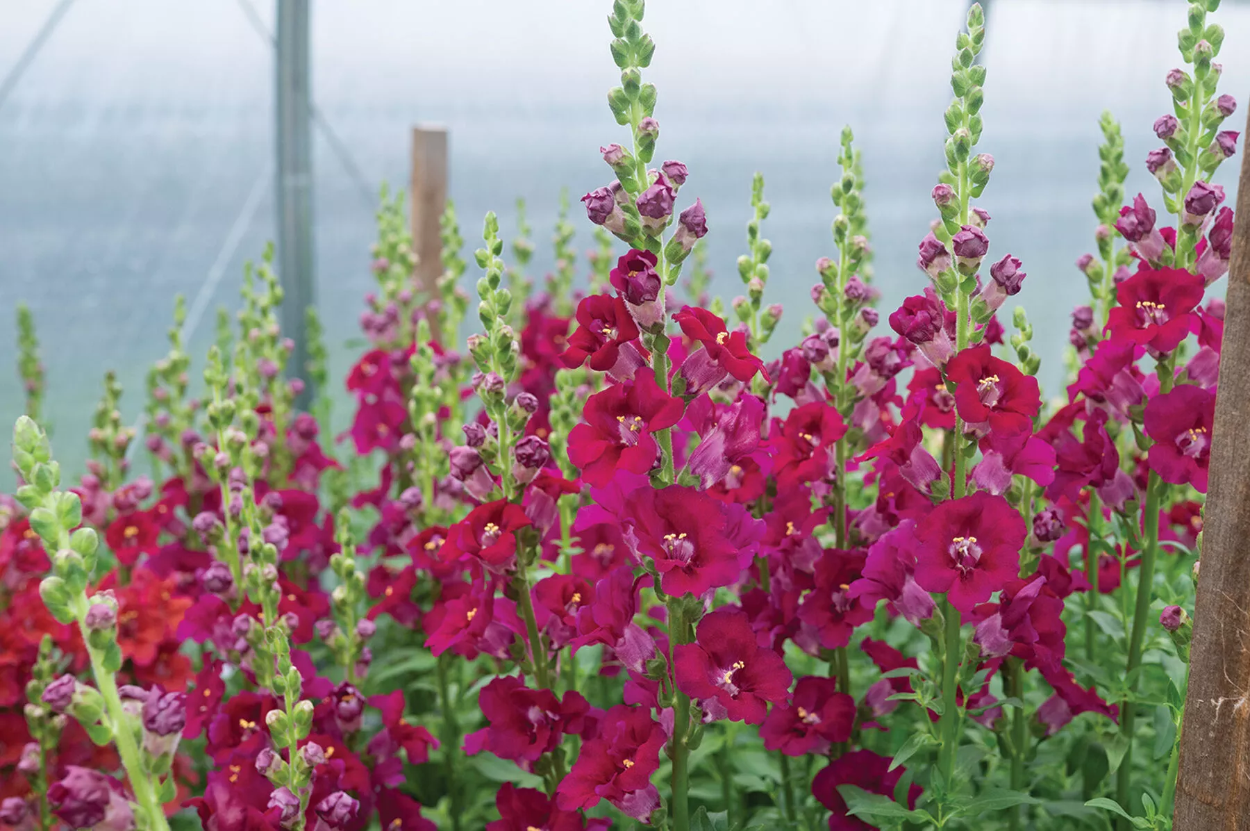 chantilly-purple-f1-snapdragon-seed Chantilly™ Purple (F1) Snapdragon Seed