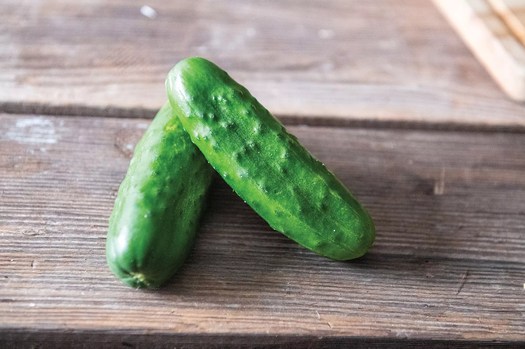 Chaperon (F1) Cucumber Seed