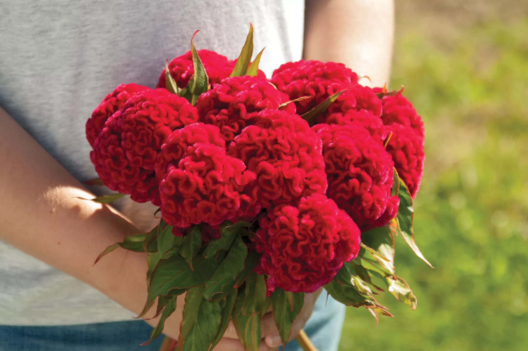 chief-carmine-celosia-seed Chief Carmine Celosia Seed
