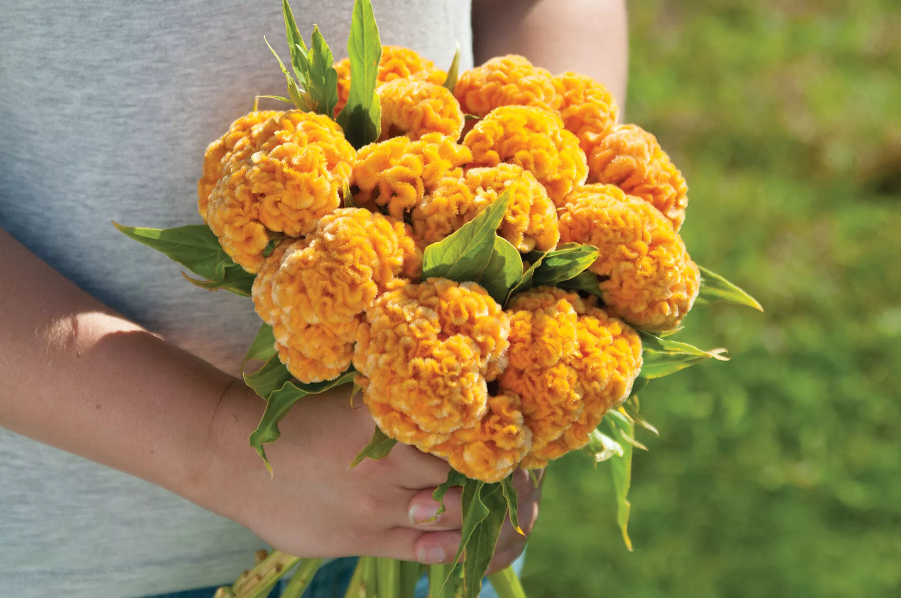 chief-gold-celosia-seed Chief Gold Celosia Seed