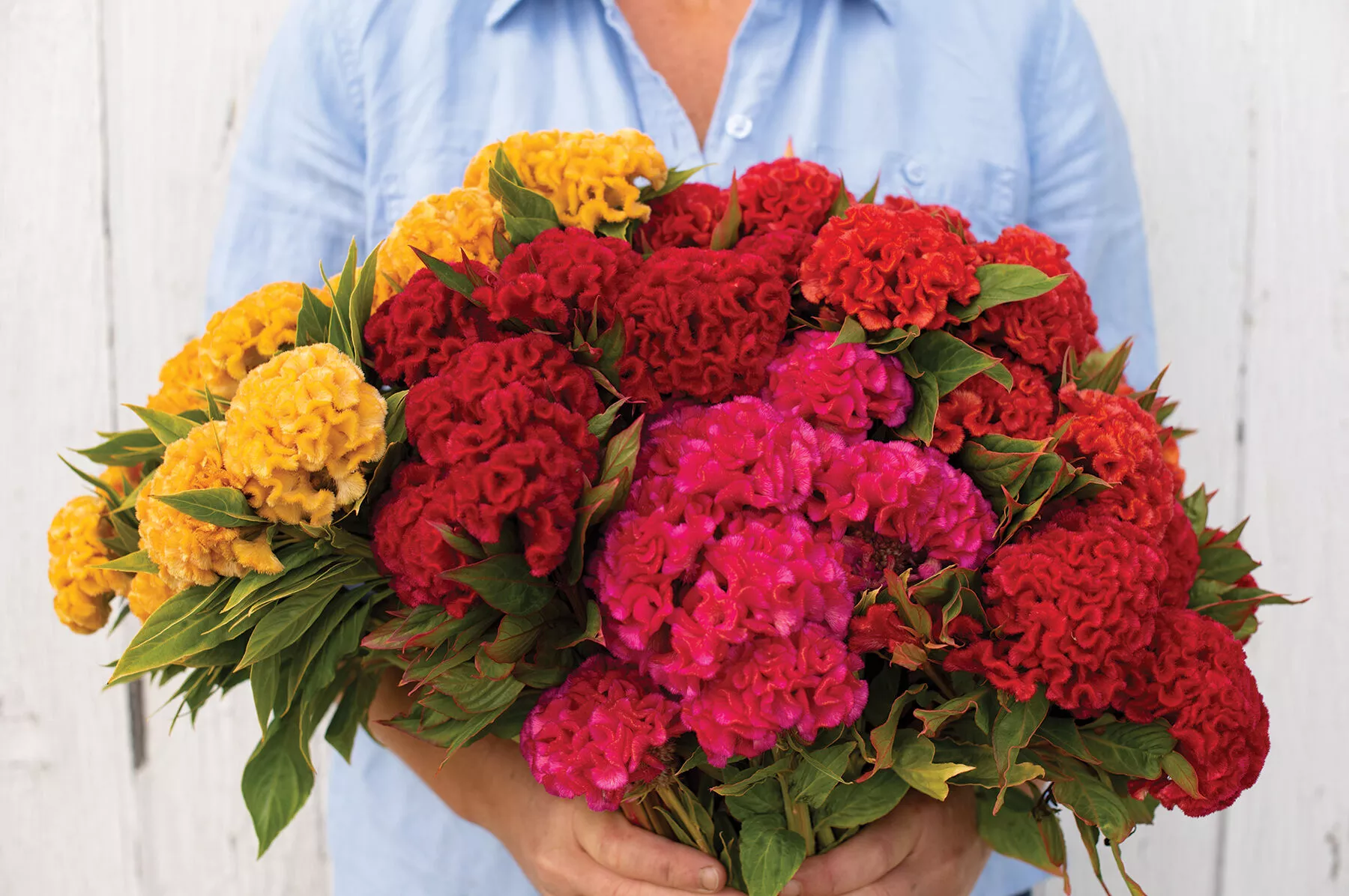 Chief Mix Celosia Seed
