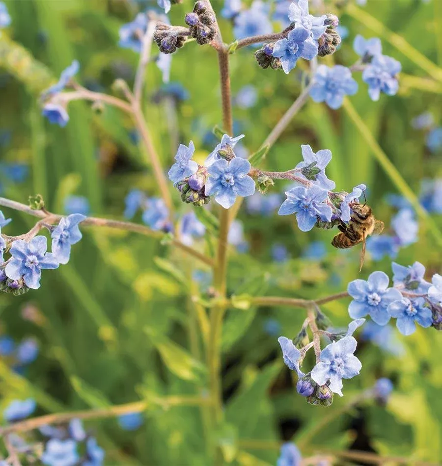 Chinese Forget Me Not
