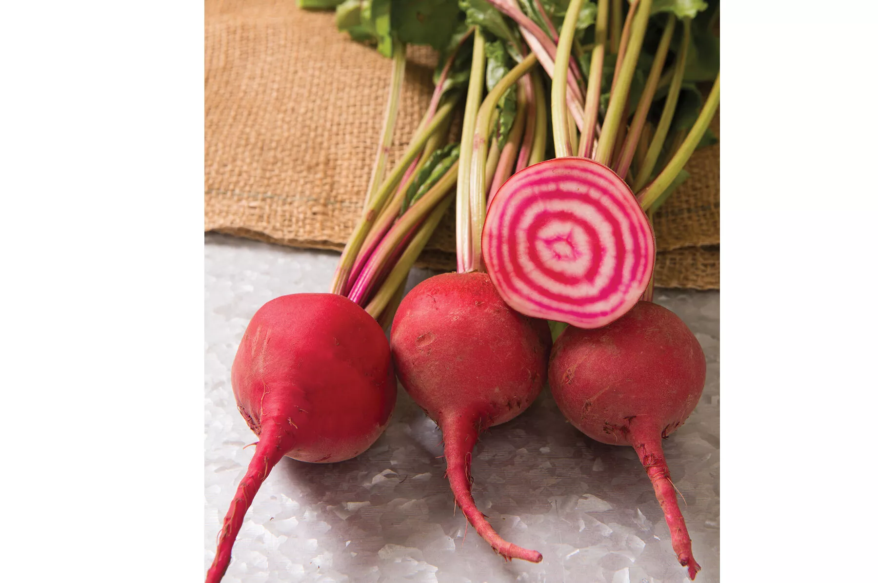 chioggia-guardsmark-pelleted-beet-seed Chioggia Guardsmark Pelleted Beet Seed