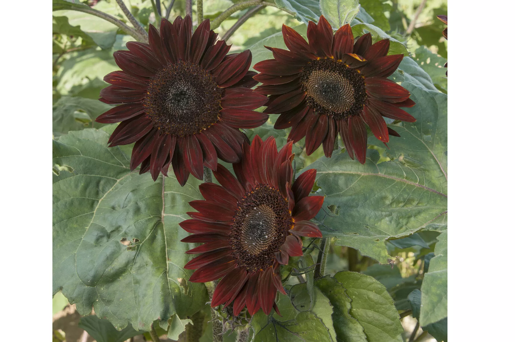Chocolate Sunflower Seed