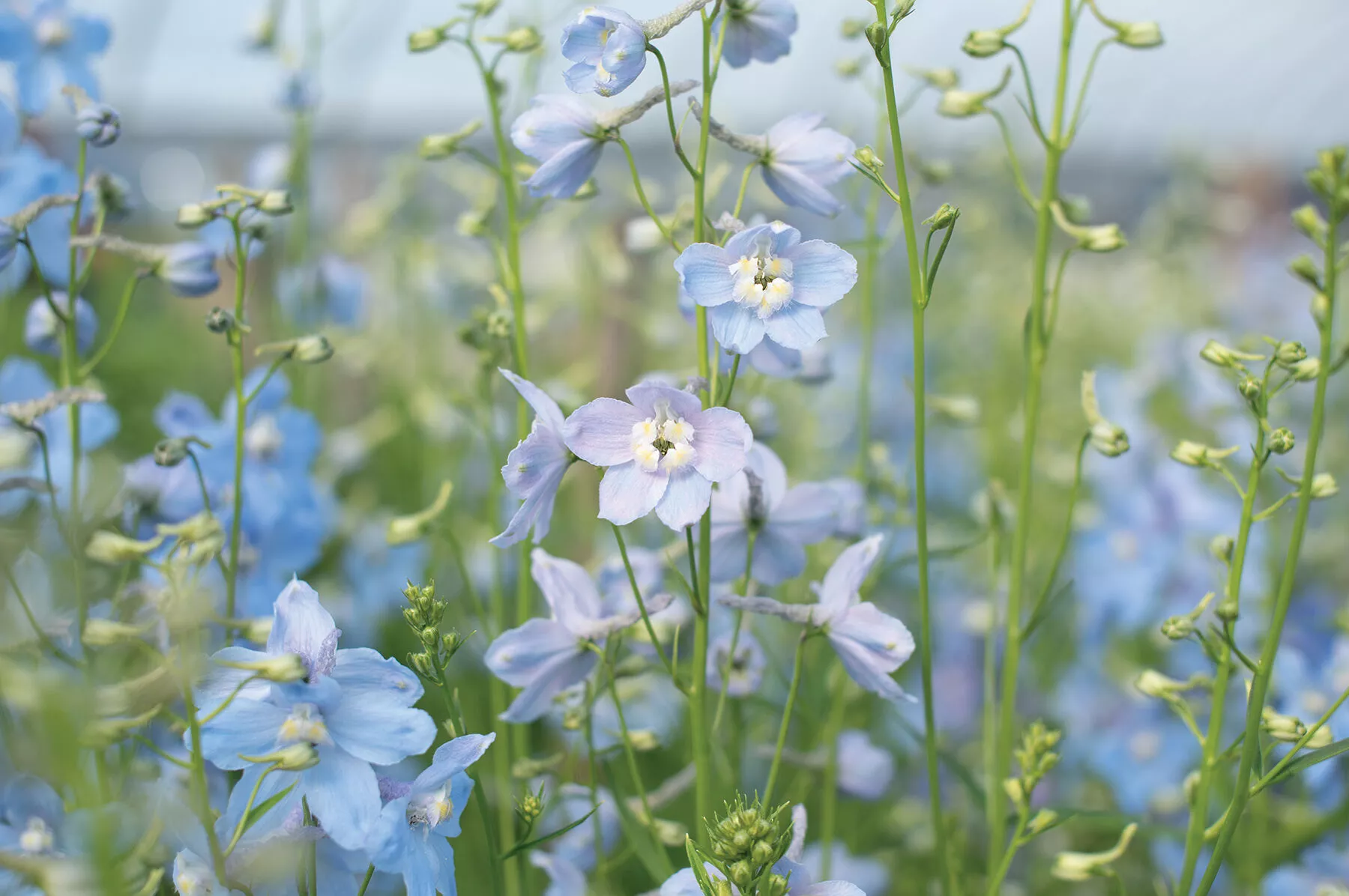 cliveden-beauty-delphinium-seed Cliveden Beauty Delphinium Seed
