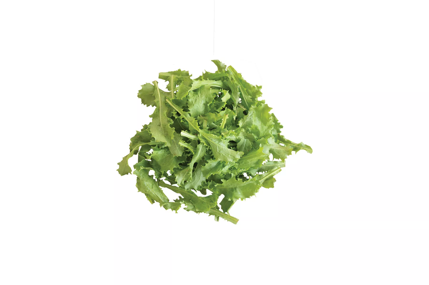Clodia Endive Seed