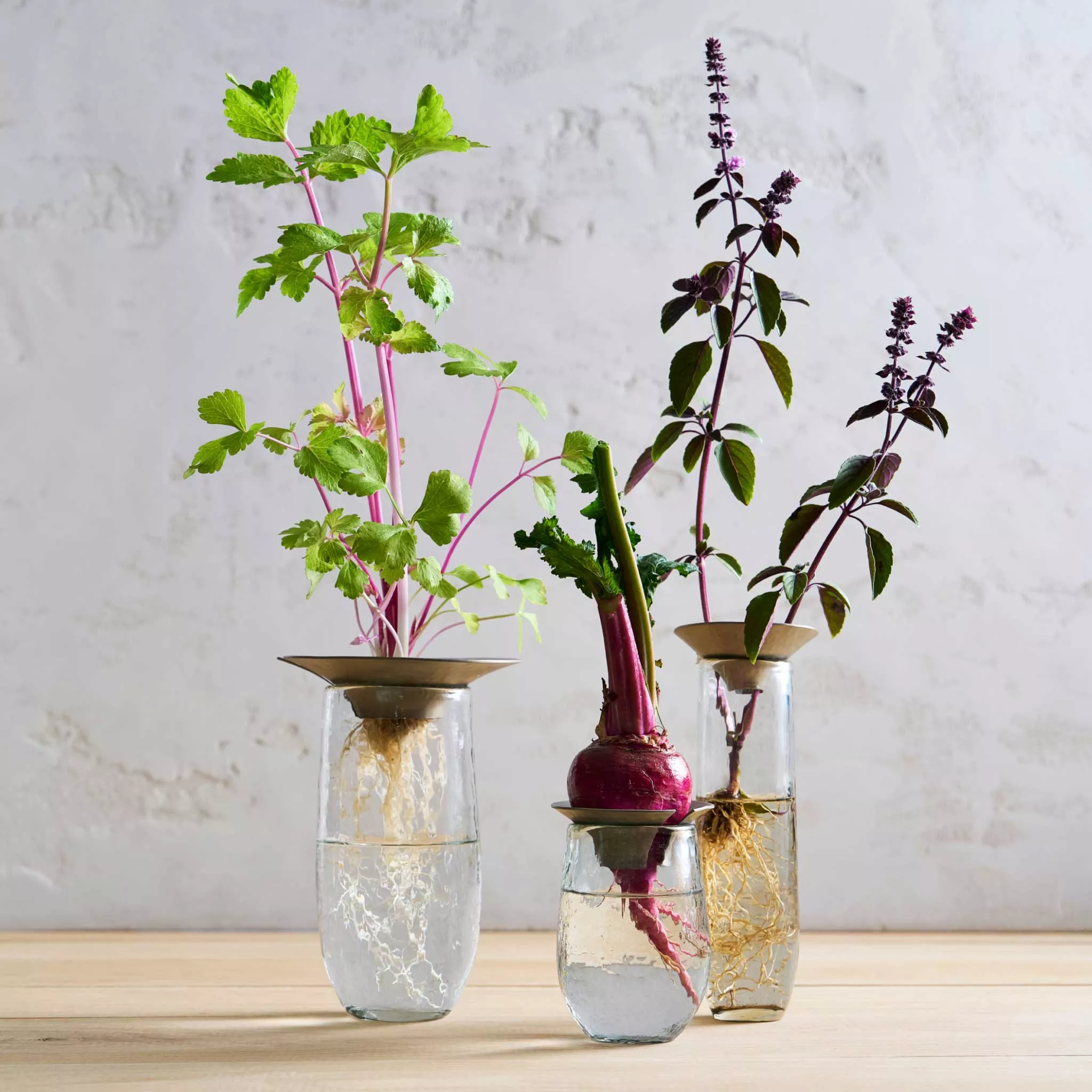 The Collective Floral Propogation Vases