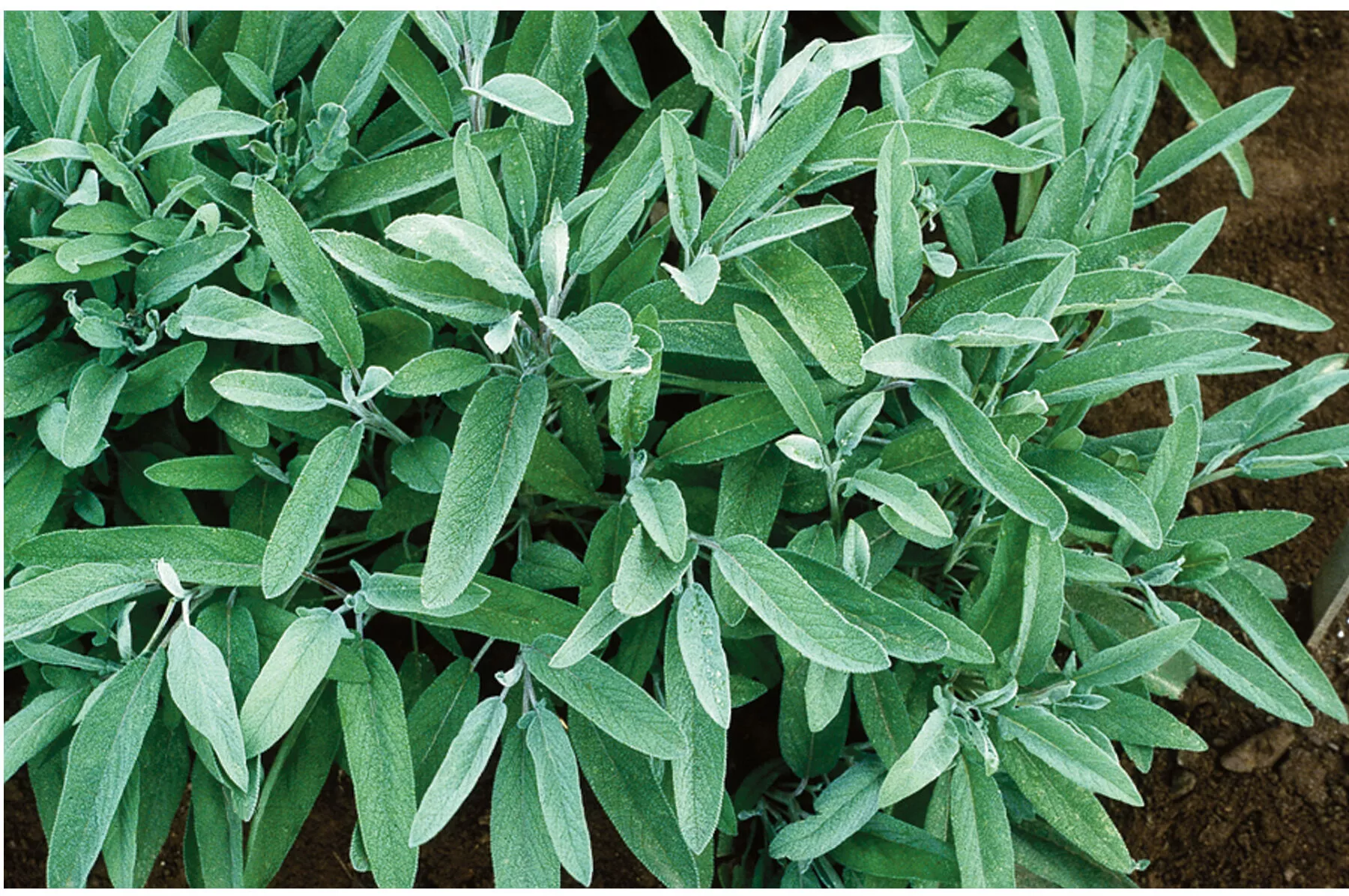 common-sage-herb-seed Common Sage Herb Seed