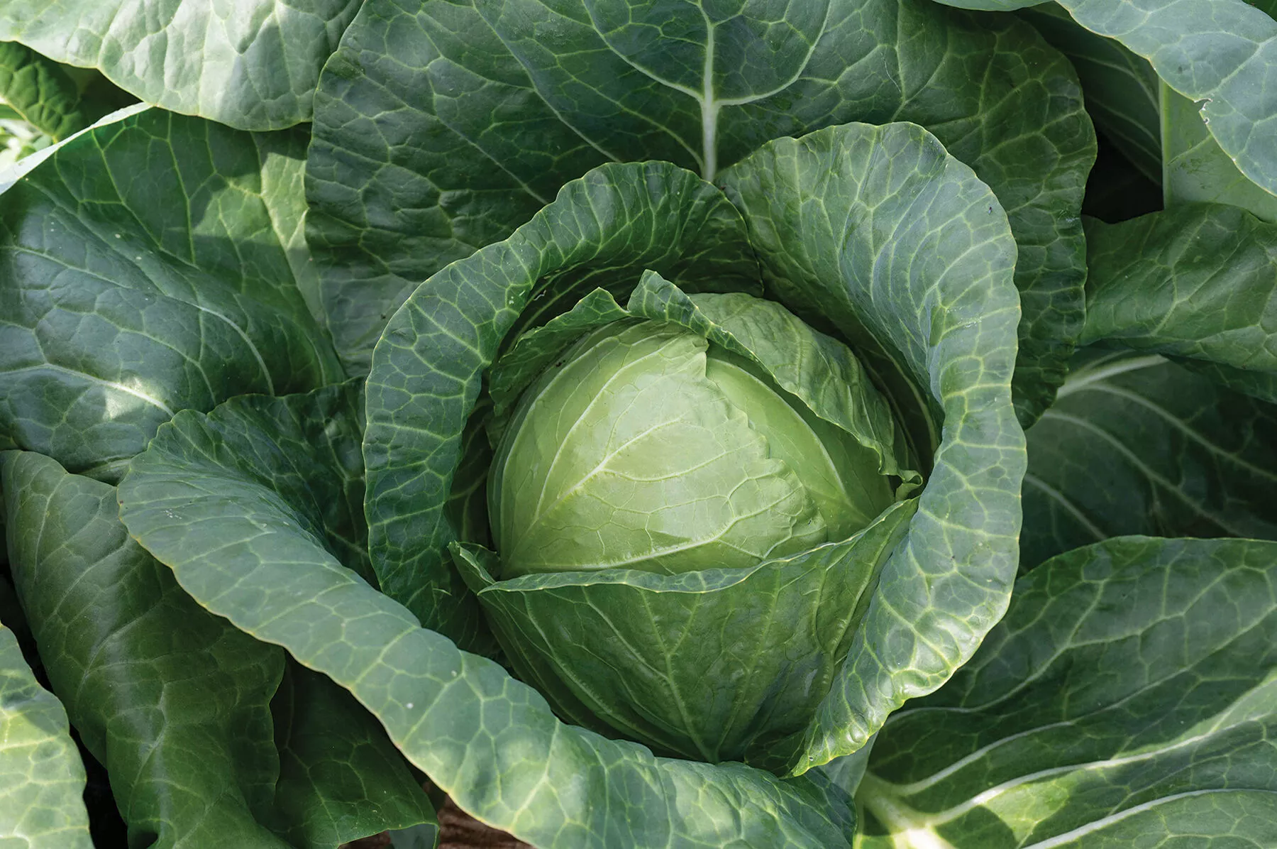 Conqueror (F1) Cabbage Seed