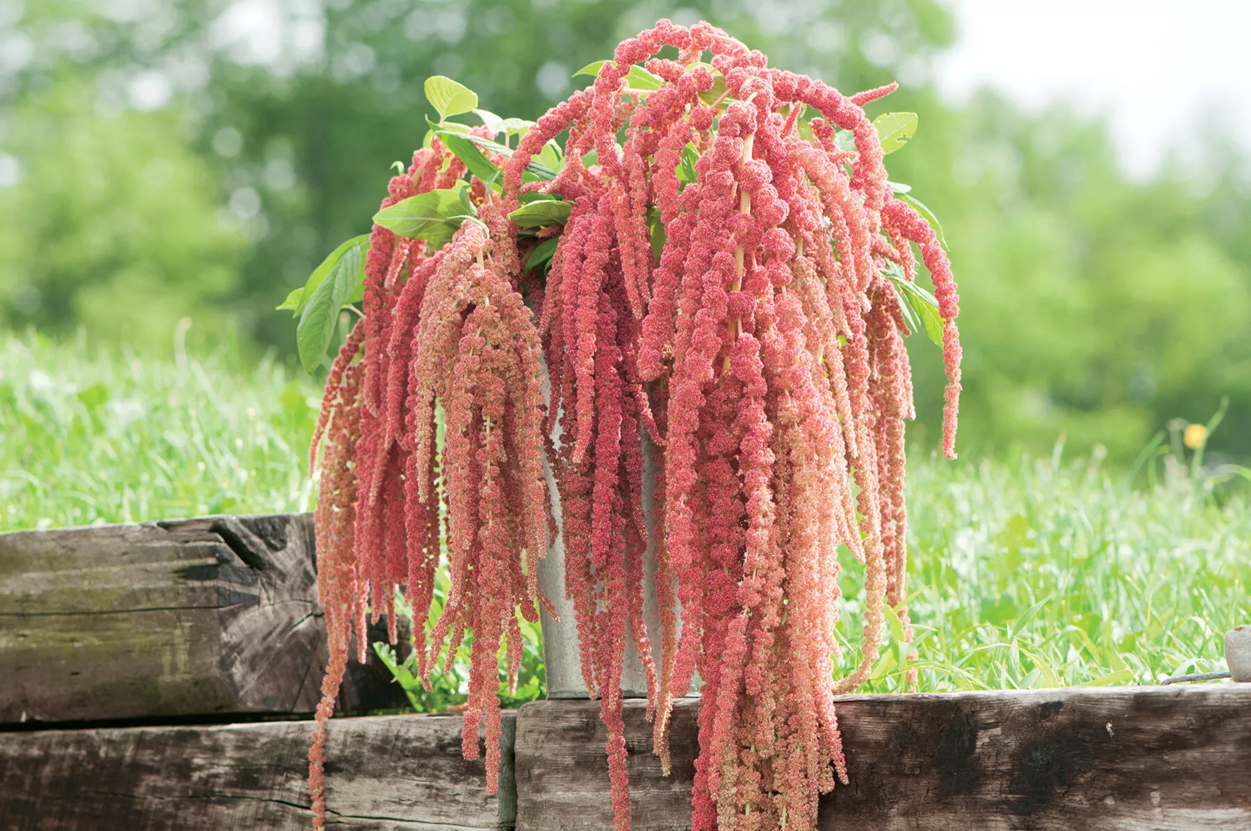 coral-fountain-amaranthus-seed Coral Fountain Amaranthus Seed