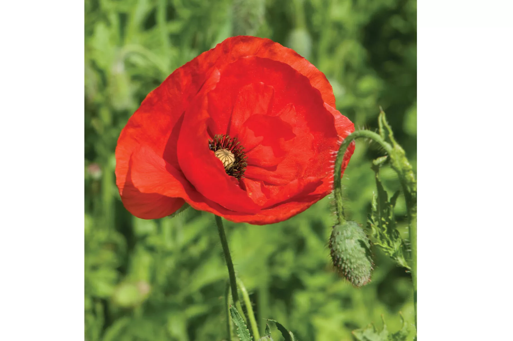 corn-poppy-flower-seed Corn Poppy Flower Seed