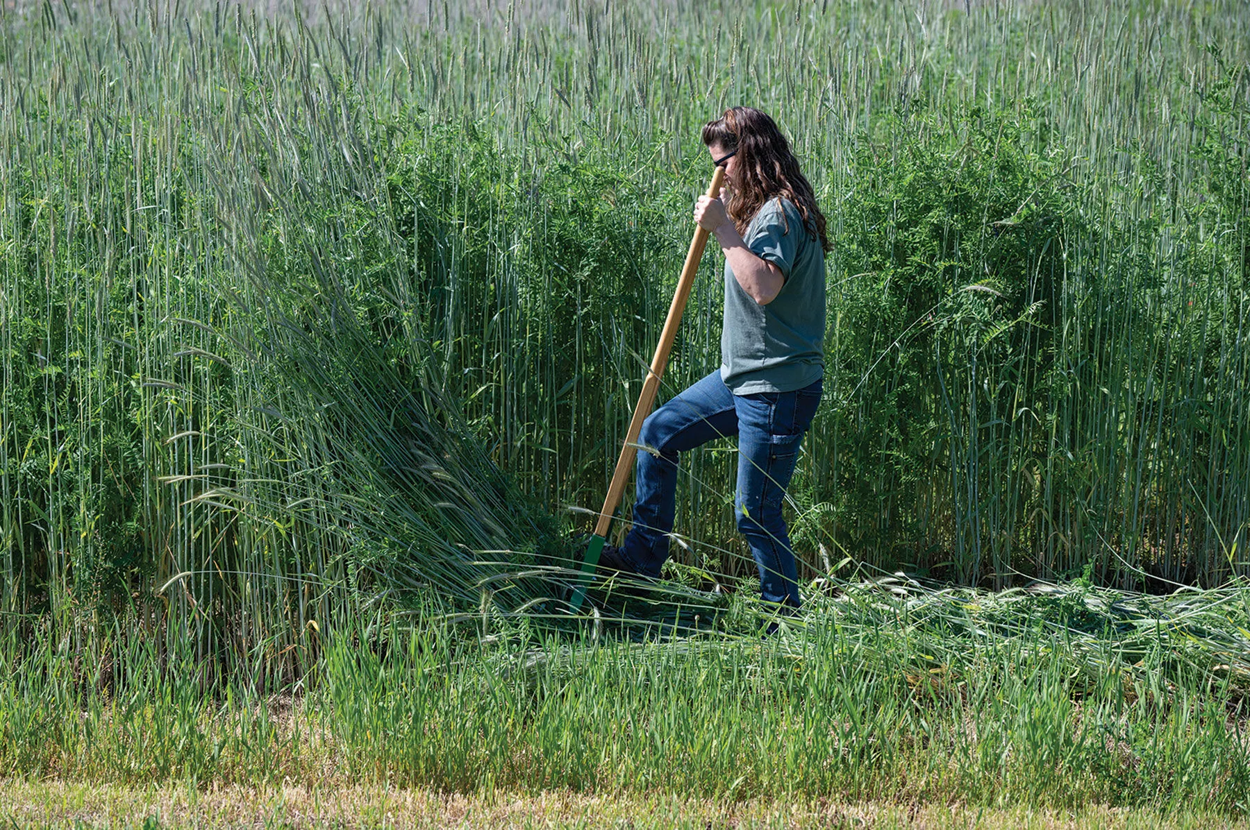 cover-crop-termination-bar Cover Crop Termination Bar
