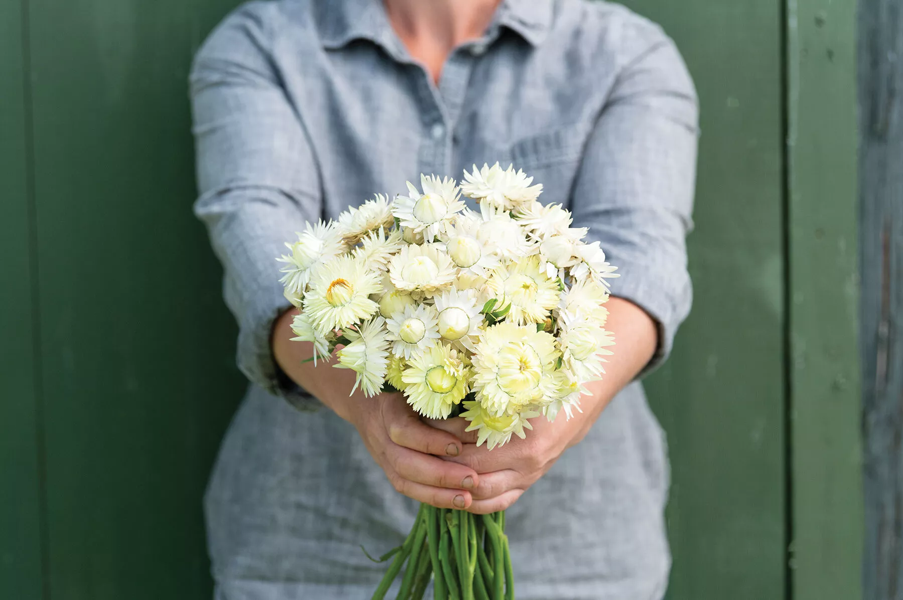 creamy-white-strawflower-seed Creamy White Strawflower Seed