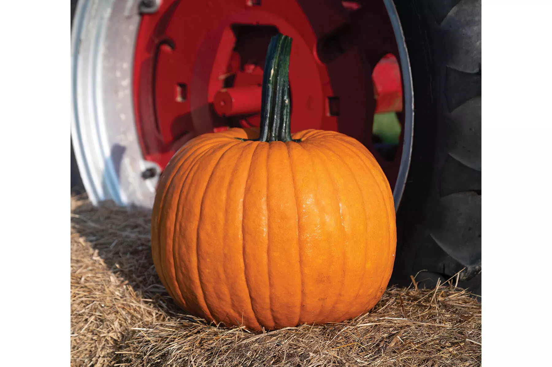 Cronus (F1) Pumpkin Seed