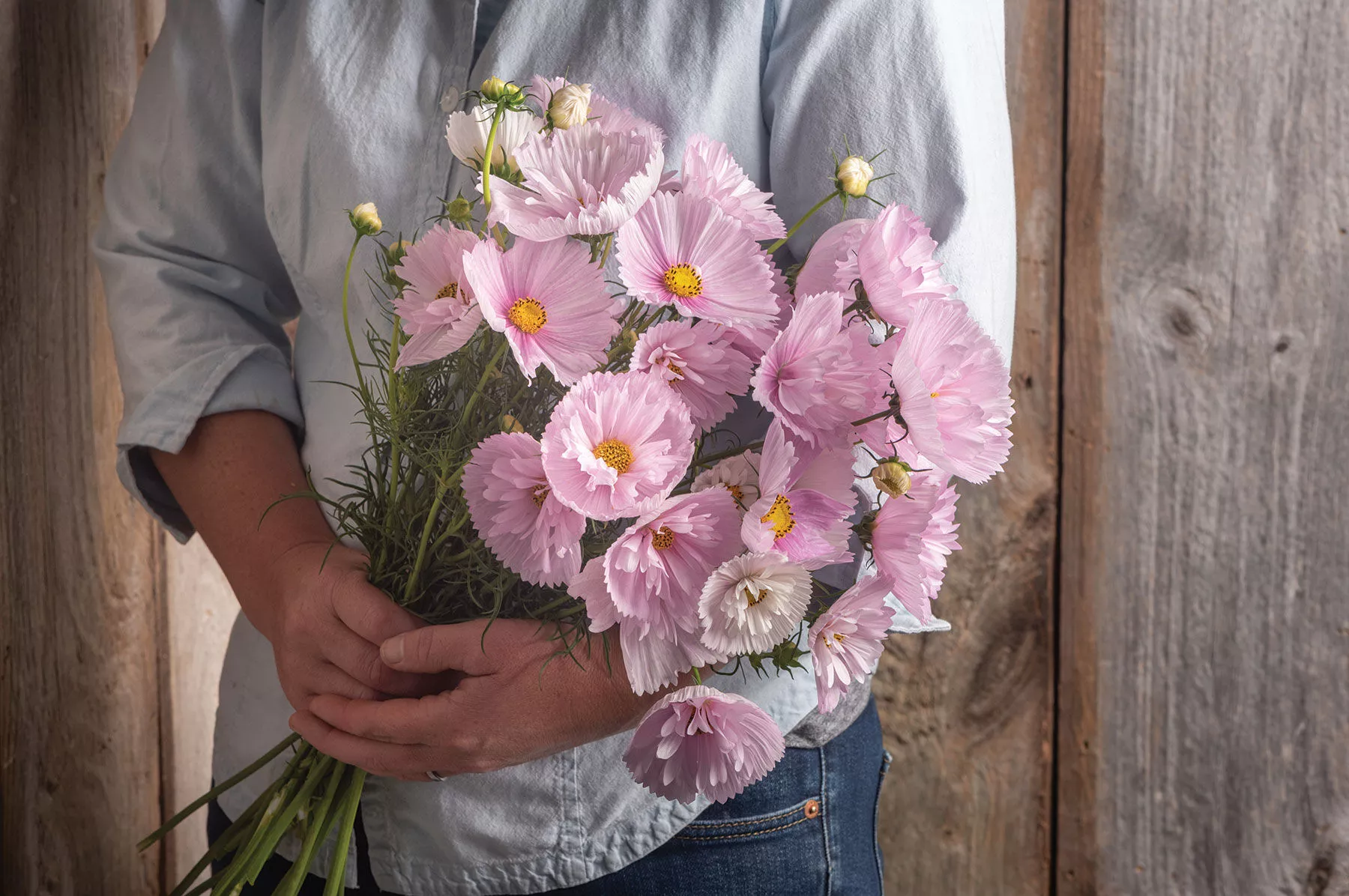 cupcakes-blush-cosmos-seed Cupcakes Blush Cosmos Seed