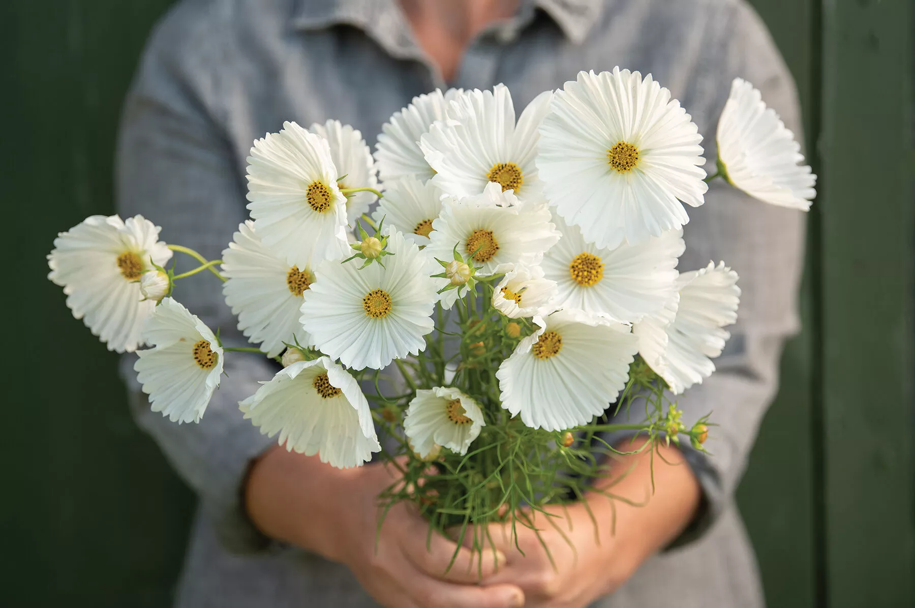 cupcakes-white-cosmos-seed Cupcakes White Cosmos Seed