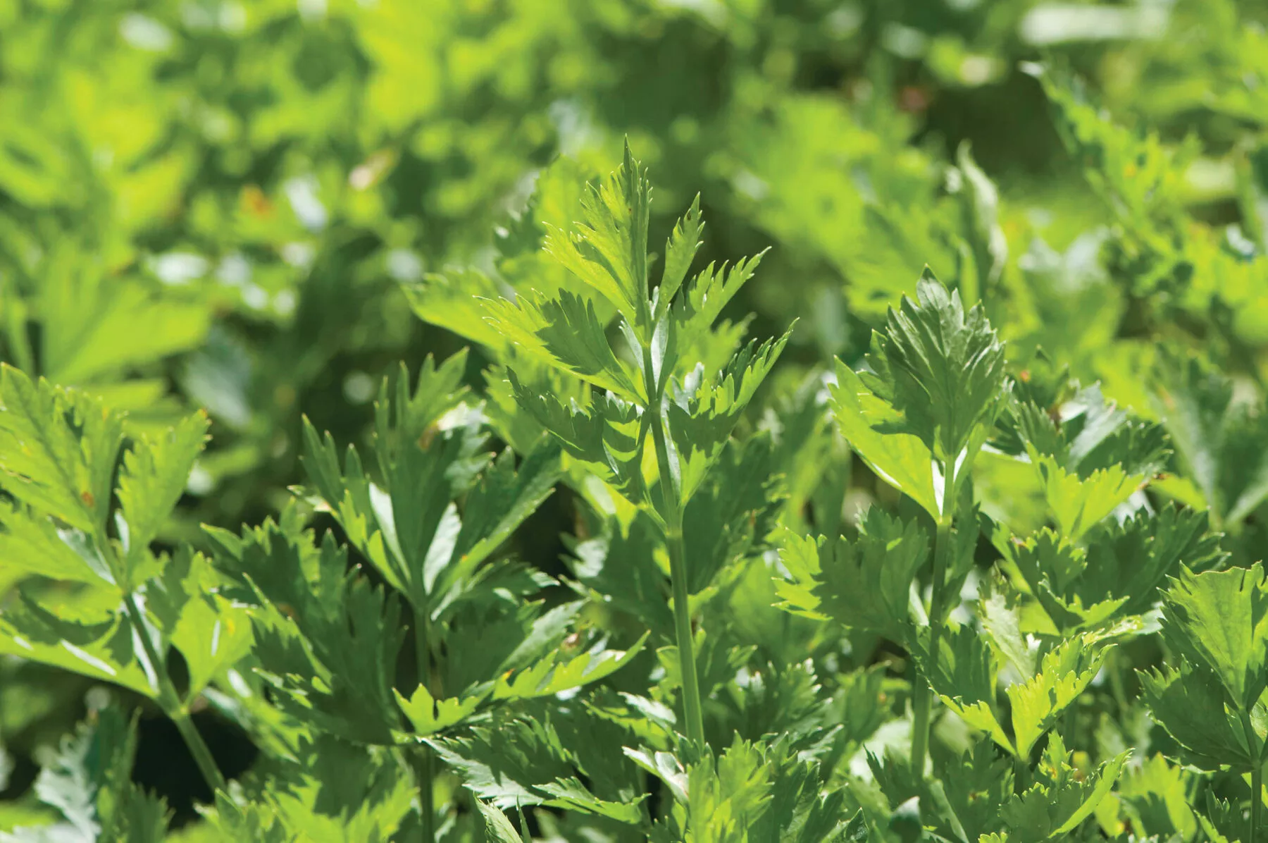 cutting-celery-herb-seed Cutting Celery Herb Seed