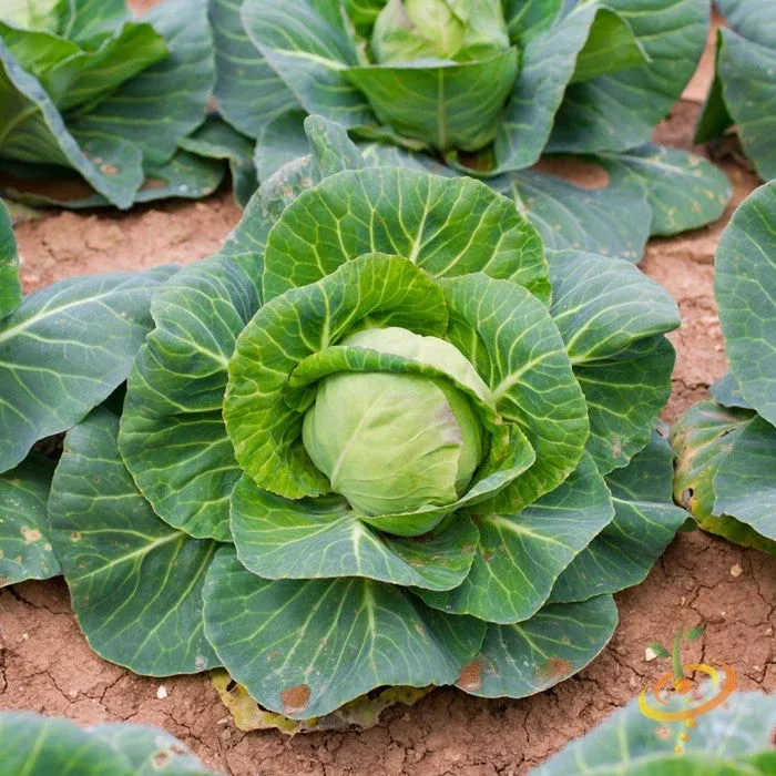 danish-ballhead-cabbage-seeds-online-in-usa-large-winter-hardy Danish Ballhead Cabbage seeds online in the USA! Large, Winter-hardy!