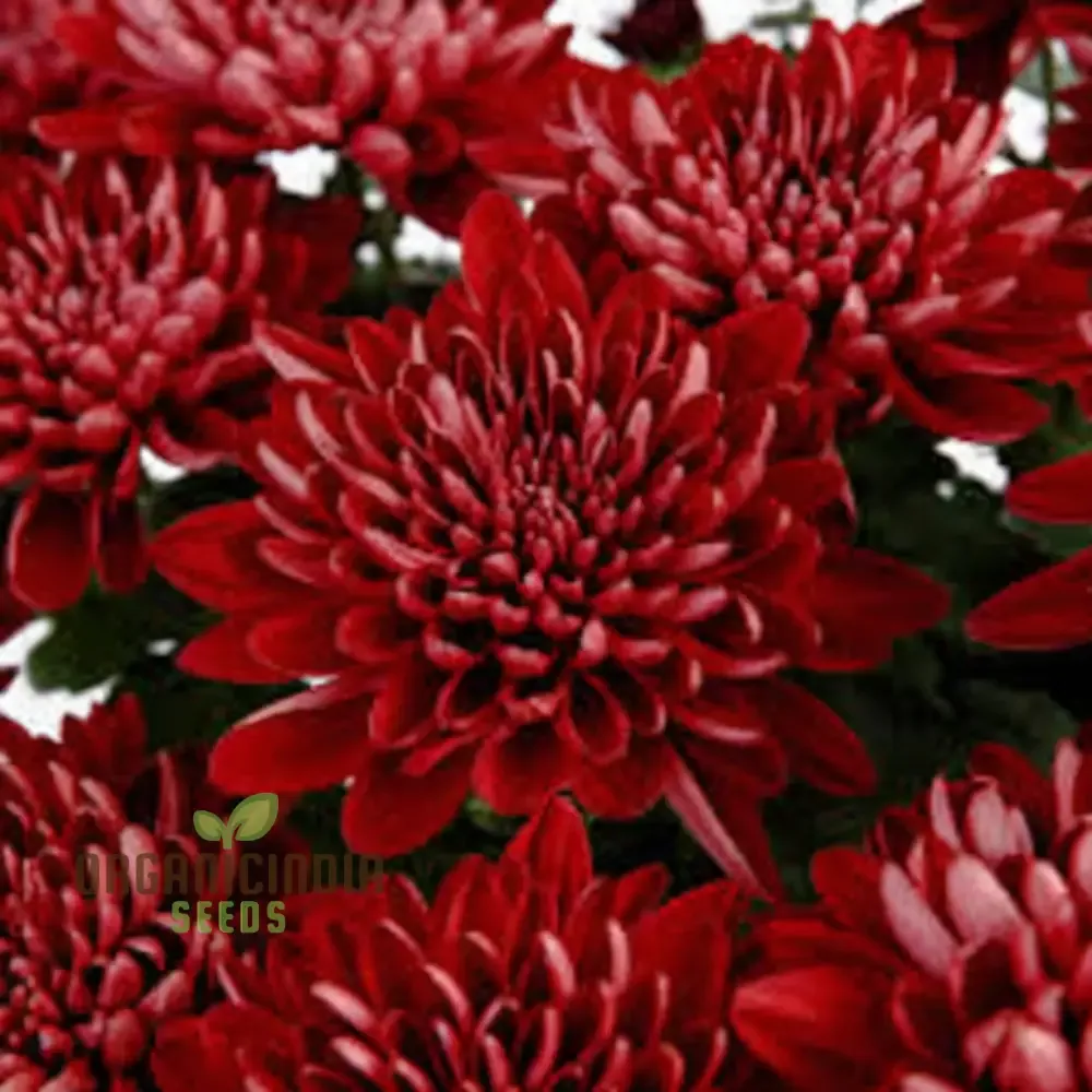 dark-red-chrysanthemum-flower-seeds-vibrant-blooms-easy-to-grow-stunning-additio Dark Red Chrysanthemum Flower Seeds, Vibrant Blooms, Easy to Grow, Stunning Addition to Your Garden