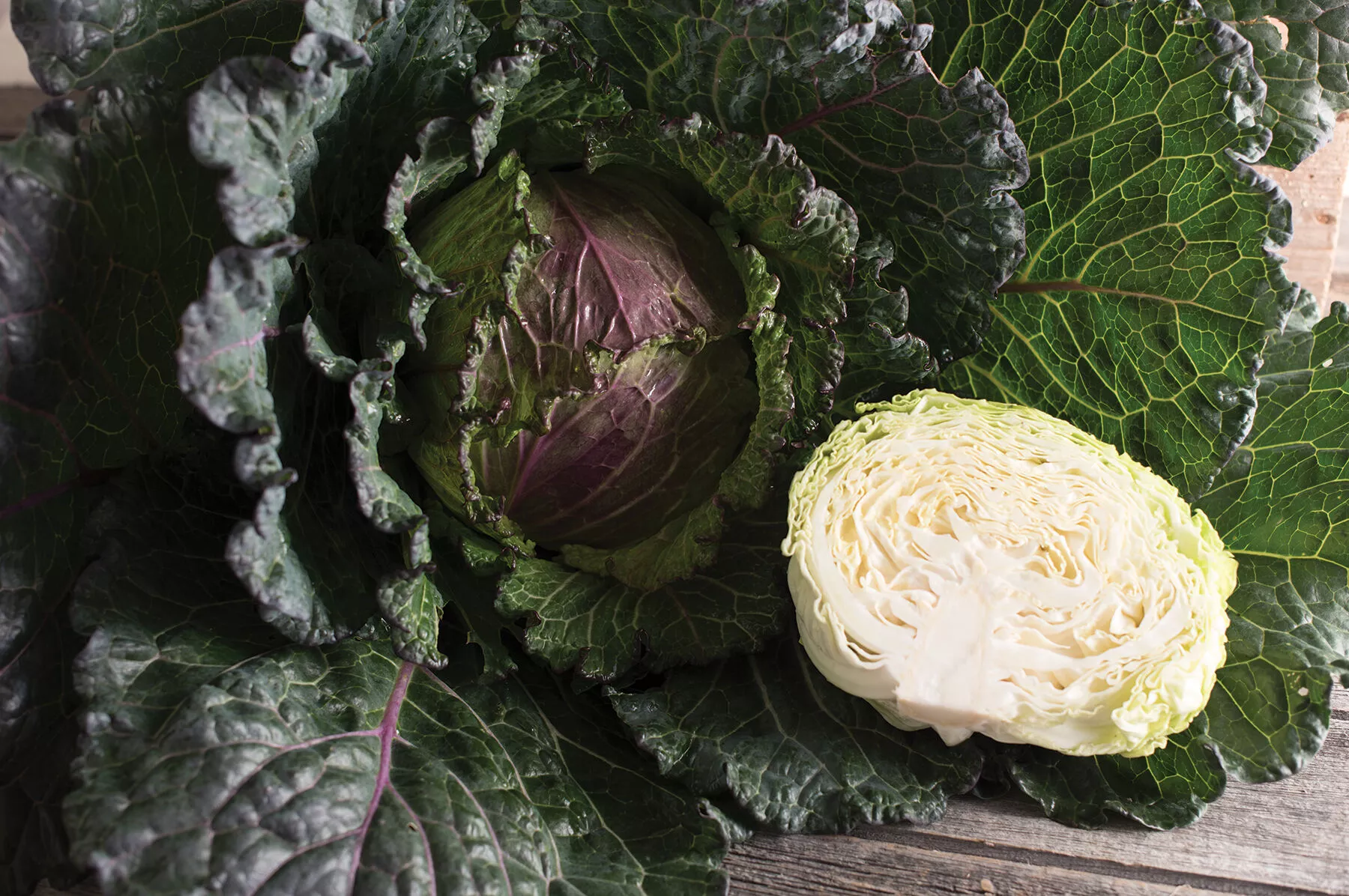 Deadon Organic (F1) Cabbage Seed