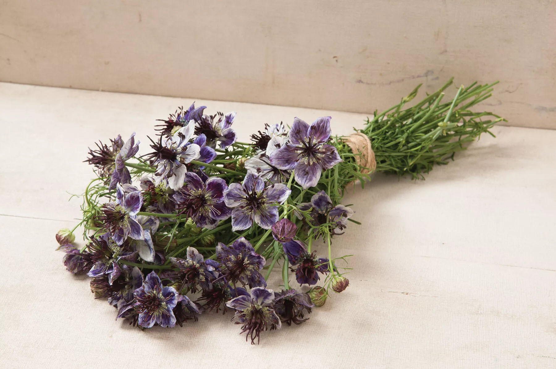 delft-blue-nigella-seed Delft Blue Nigella Seed
