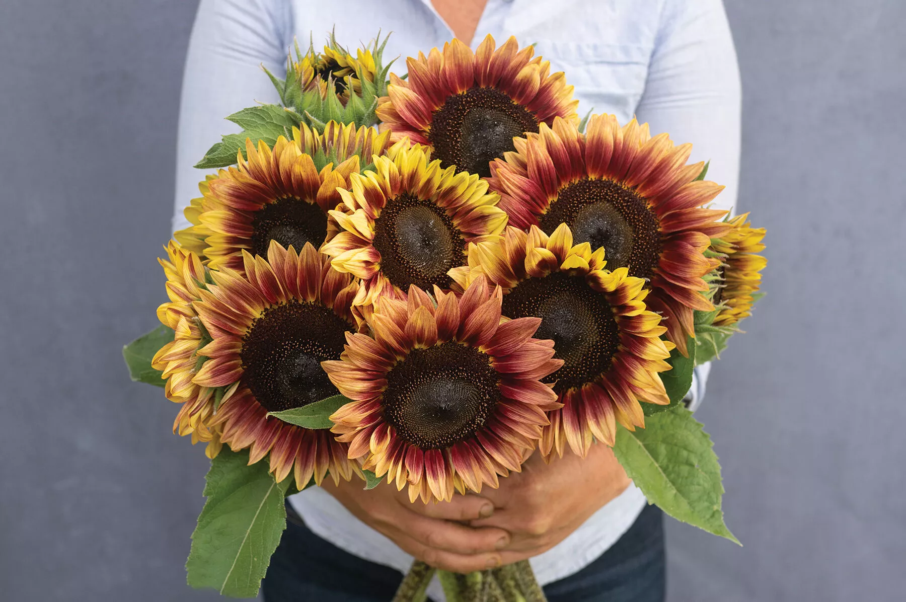 Desert Sun (F1) Sunflower Seed