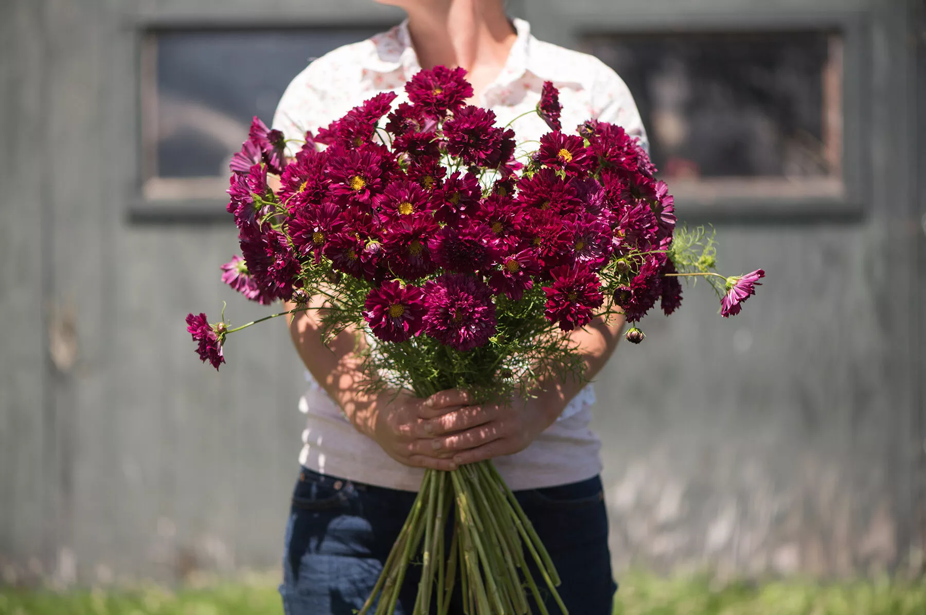 double-click-cranberries-cosmos-seed Double Click Cranberries Cosmos Seed